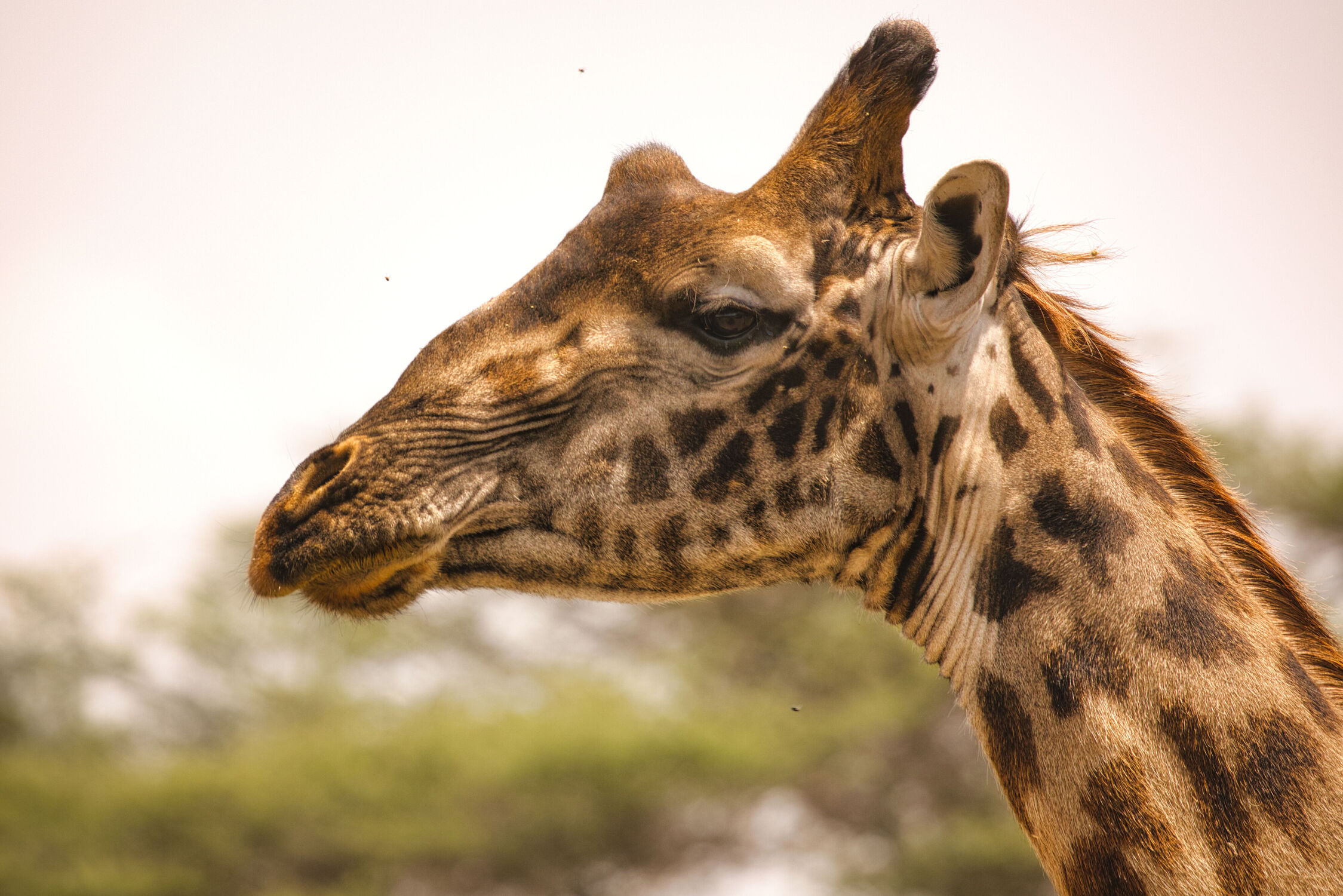 Bild mit Giraffen, Giraffe, Afrika, Portrait, safari, elegant, Serengeti, tanzania, Ndutu, Ngorogoro