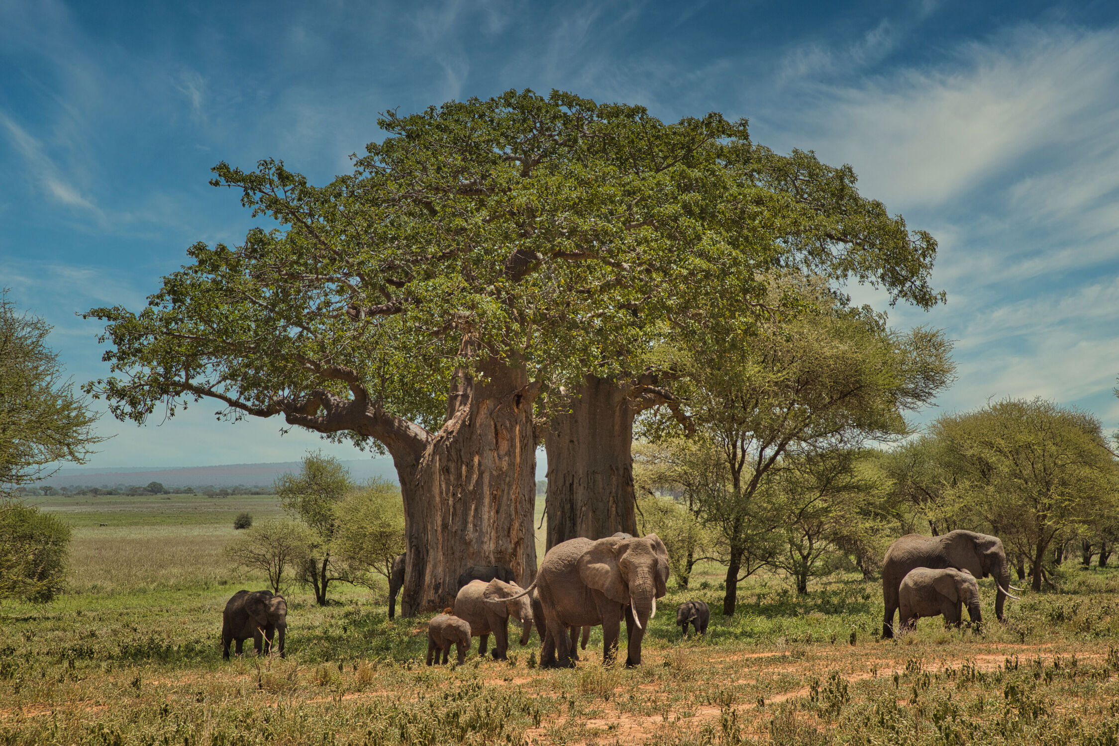 Bild mit Baum, Landschaft, Elefant, Elefanten, safari, Afrikanische Elefanten, tanzania, Tarangire Nationalpark, Tarangire Nationalpark