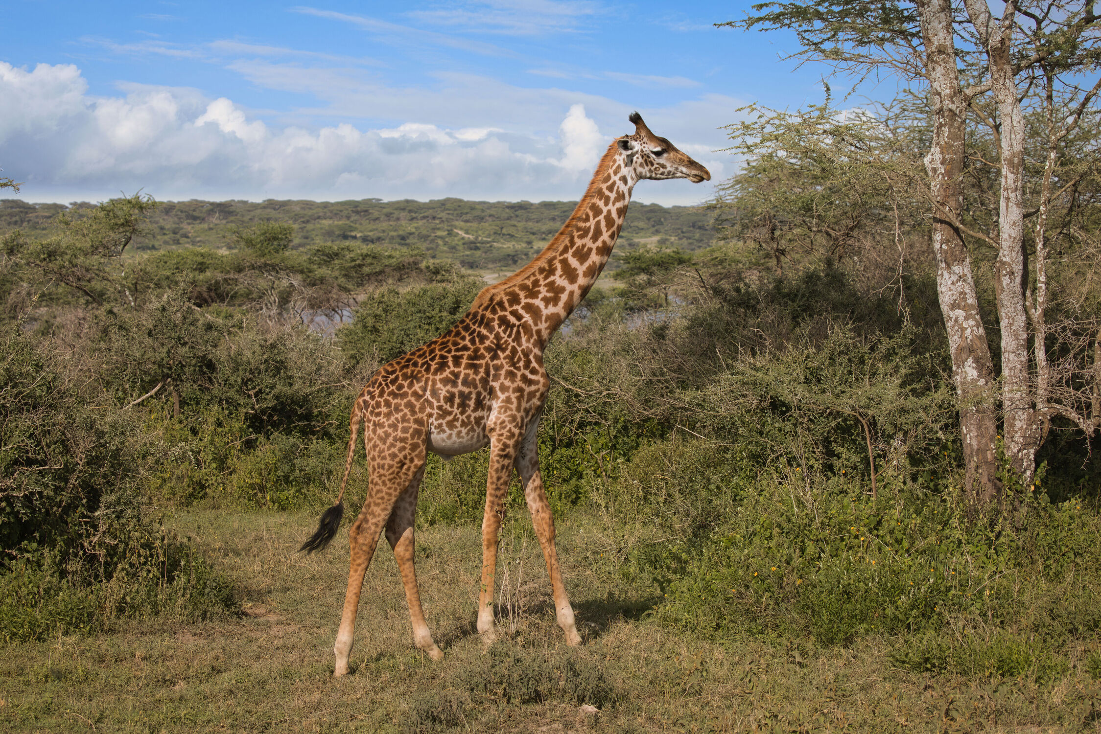 Bild mit Tiere, Giraffen, Giraffe, Afrika, safari, tanzania, Großwild, Tierbeobachtung