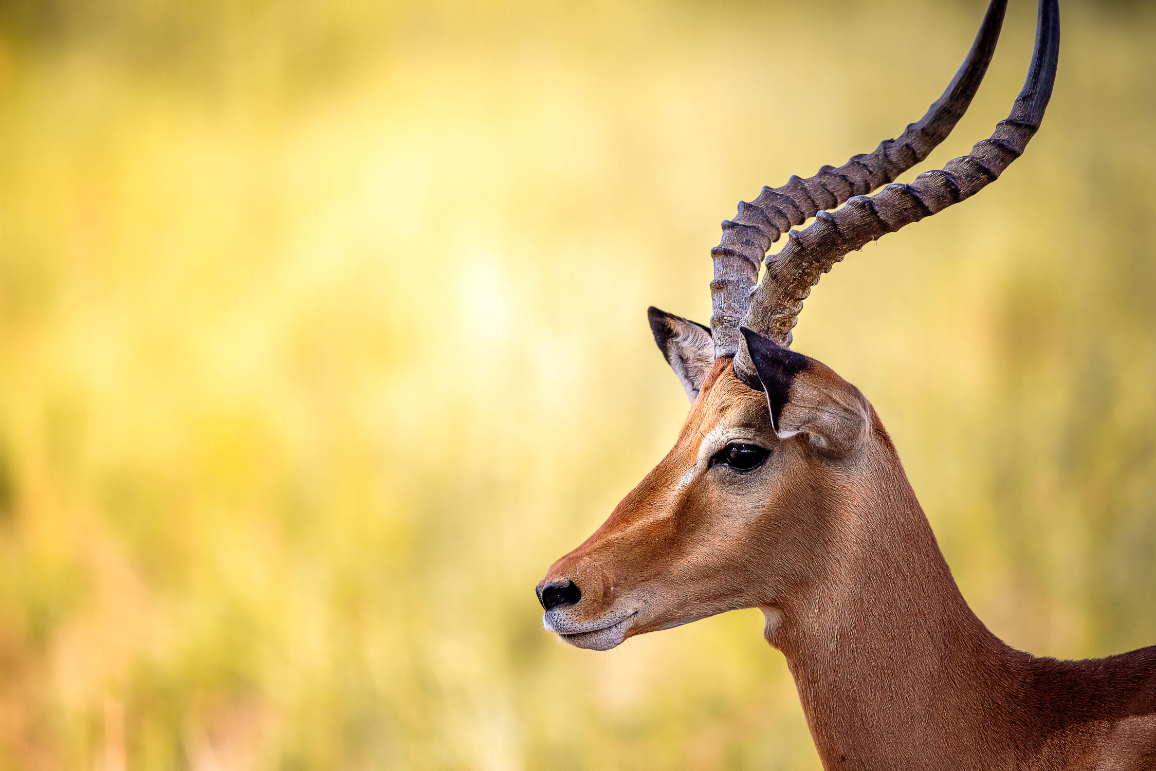 Bild mit Natur, Afrika, Portrait, Morgenstimmung, Morgens, safari, fokus, Kenia, Springbock, gazelle