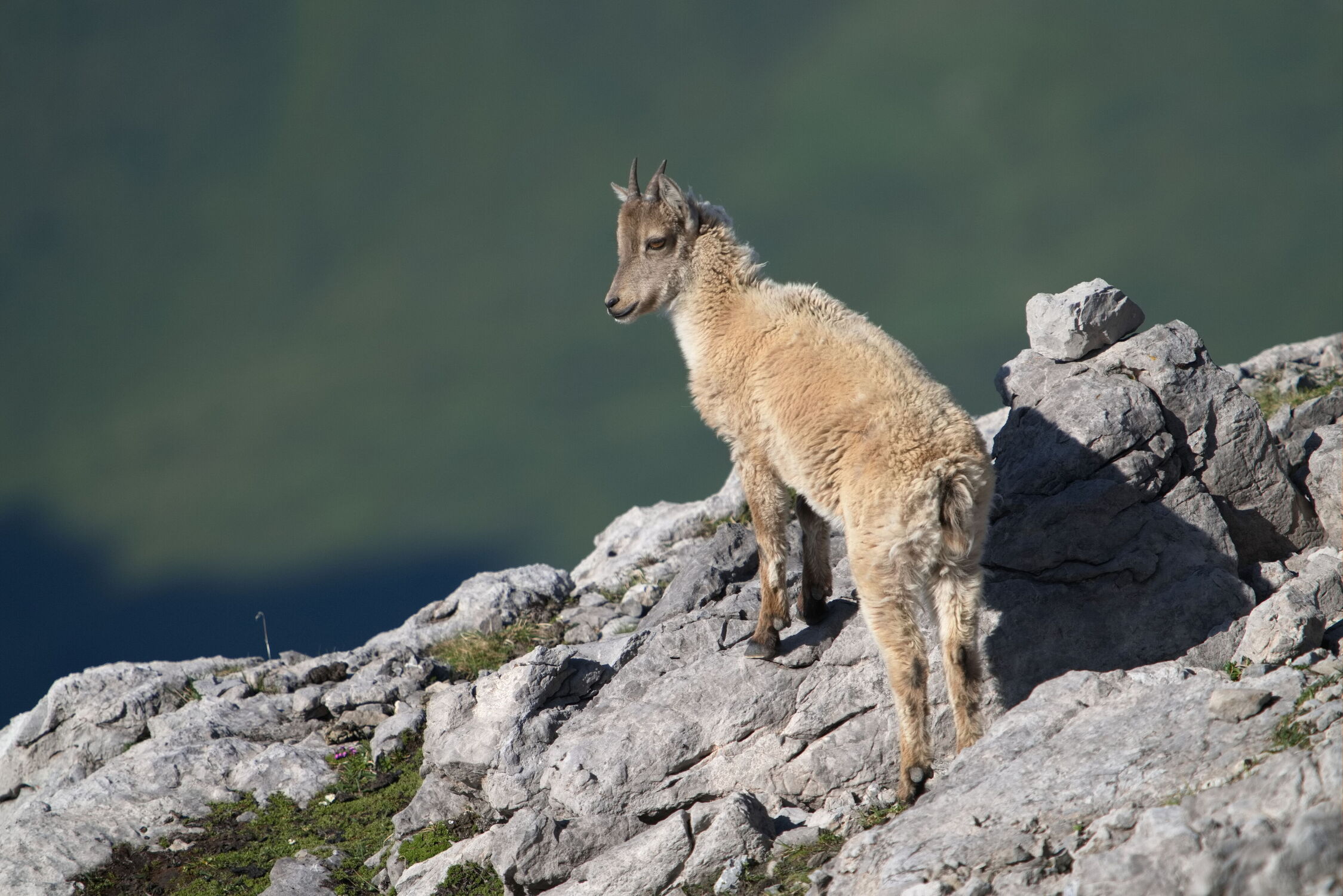 Bild mit Tiere, Wildtiere, Animal, mountains, Graubünden, Steinwild, Steinbock, Bergwelt