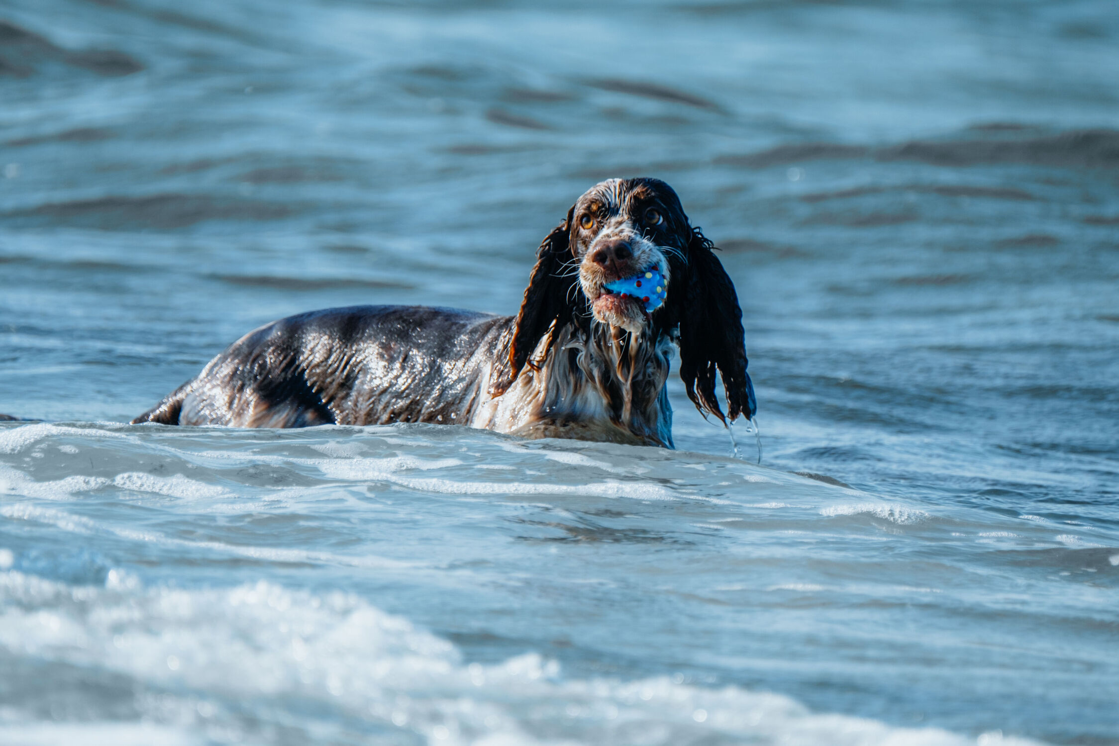 Bild mit Wasser, Hunde, Sandstrand, Ostsee, Rassehunden, Sprinten, Hundebilder