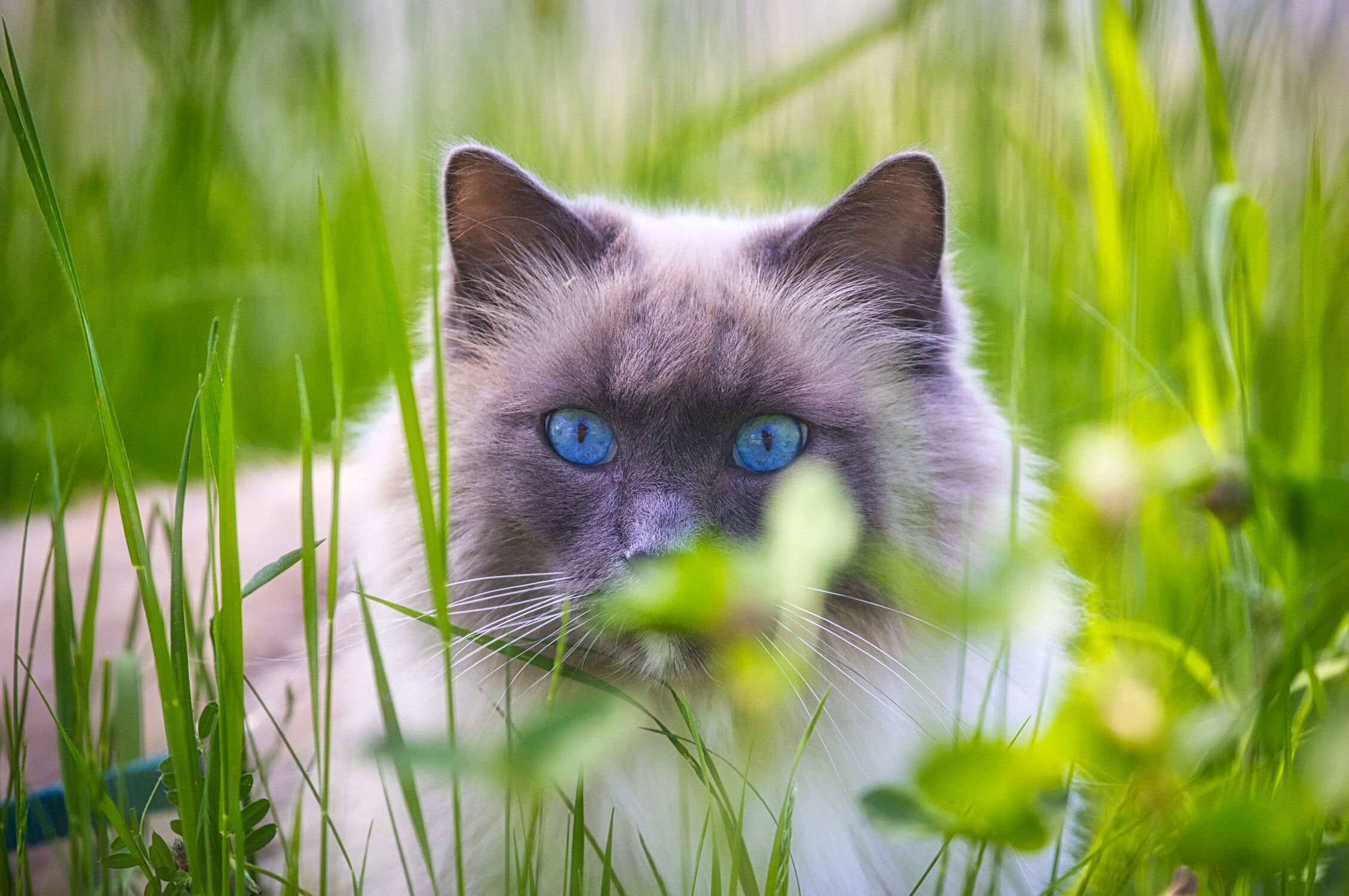 Bild mit Augen, Katzen, Gras, Wiese, Katze, katzenaugen