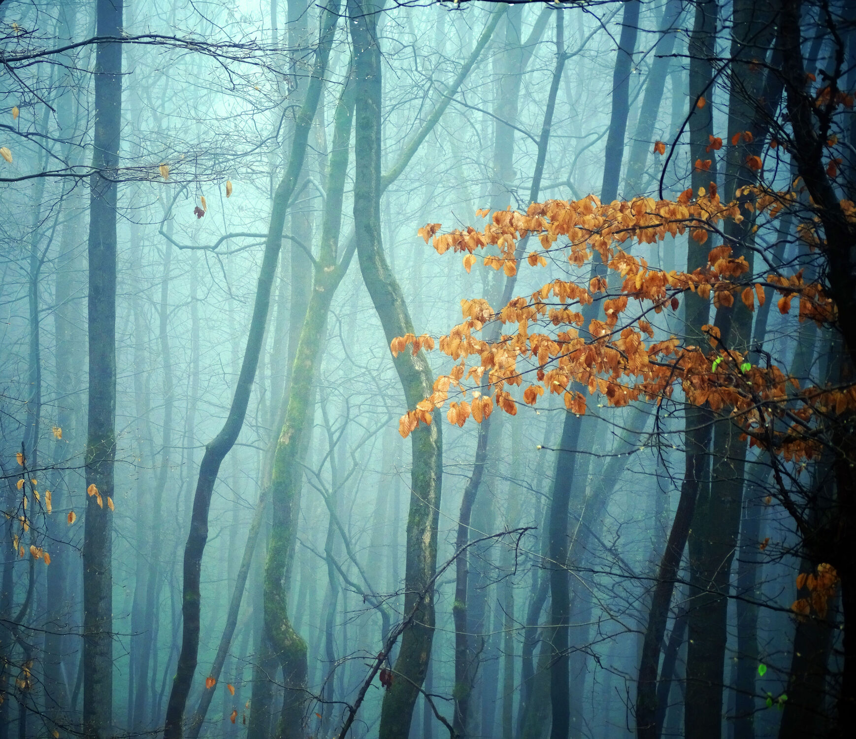 Bild mit Farben, Natur, Bäume, Wälder, Herbst, Fotografie, Blaue Stunde, Stimmungen, Jahreseiten