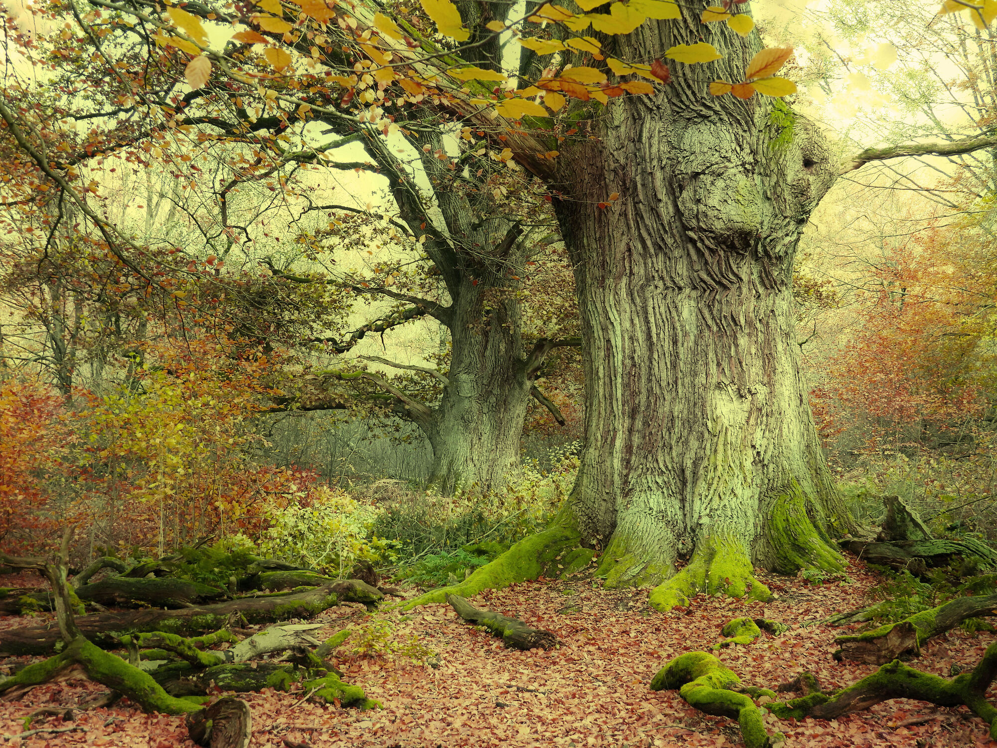 Bild mit Natur, Herbst, Laubbäume, Wald, Märchenwald, Waldblick, Landschaften im Herbst, Fotografien Landschaften/Wälder, Eichenwald, Waldbaden