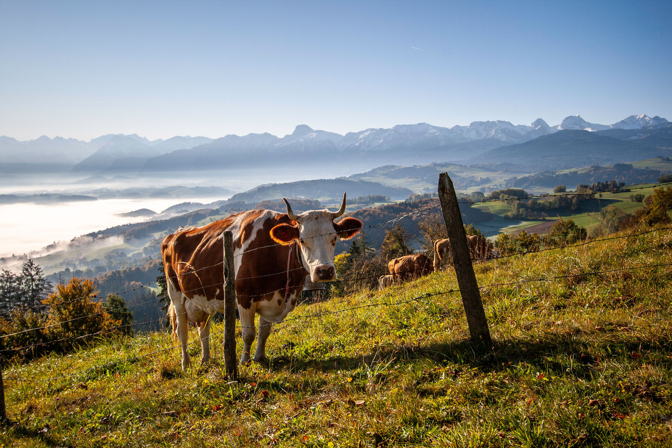 Bild mit Berge, Kühe, Nebel, Alpen, Weide, Kuh, Zaun, Hörner, Haustier, Glocke