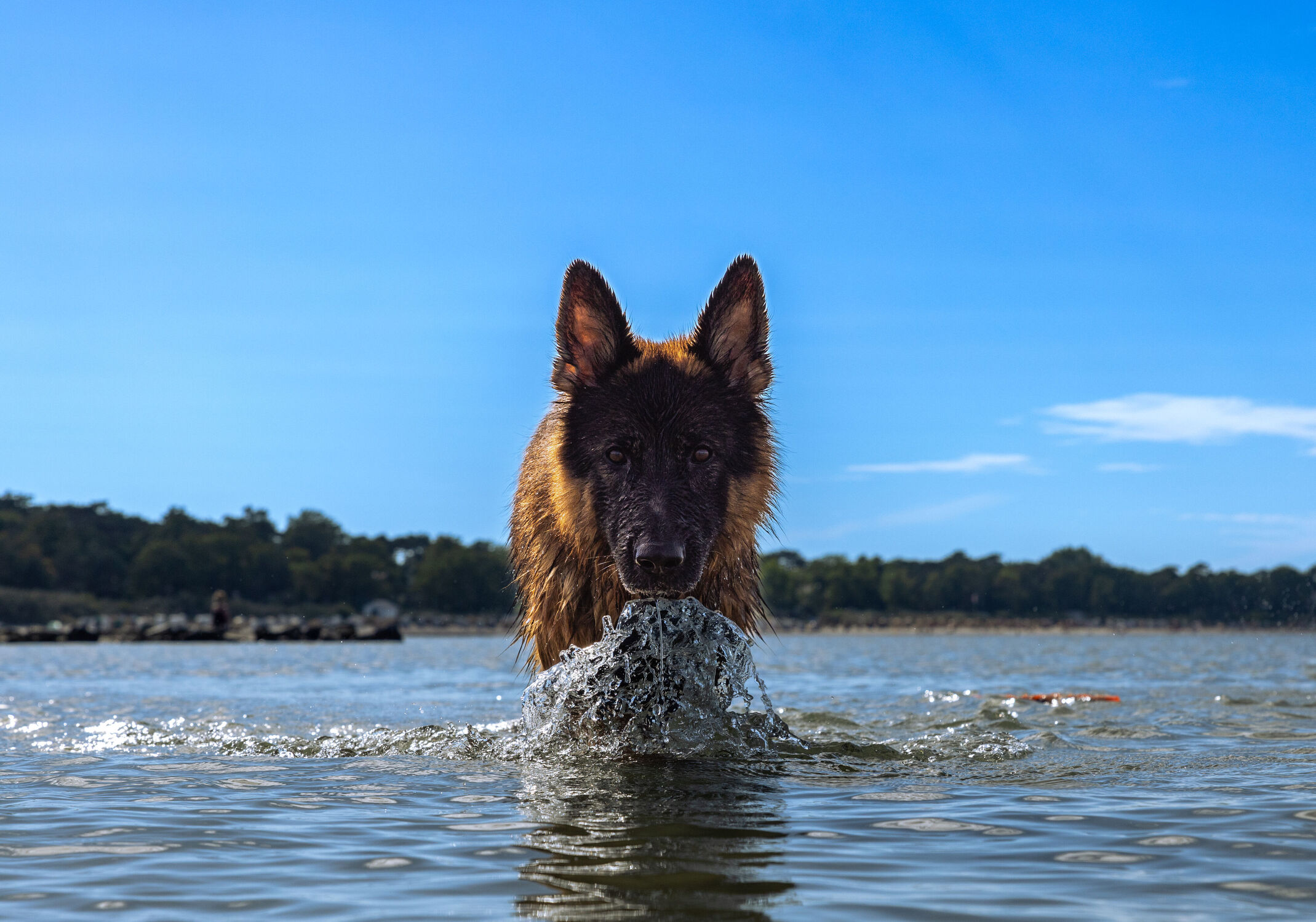 Bild mit Wasser, Hunde, Strand, Ostsee, Dog, Schäferhunde, Deutscher Schäferhund