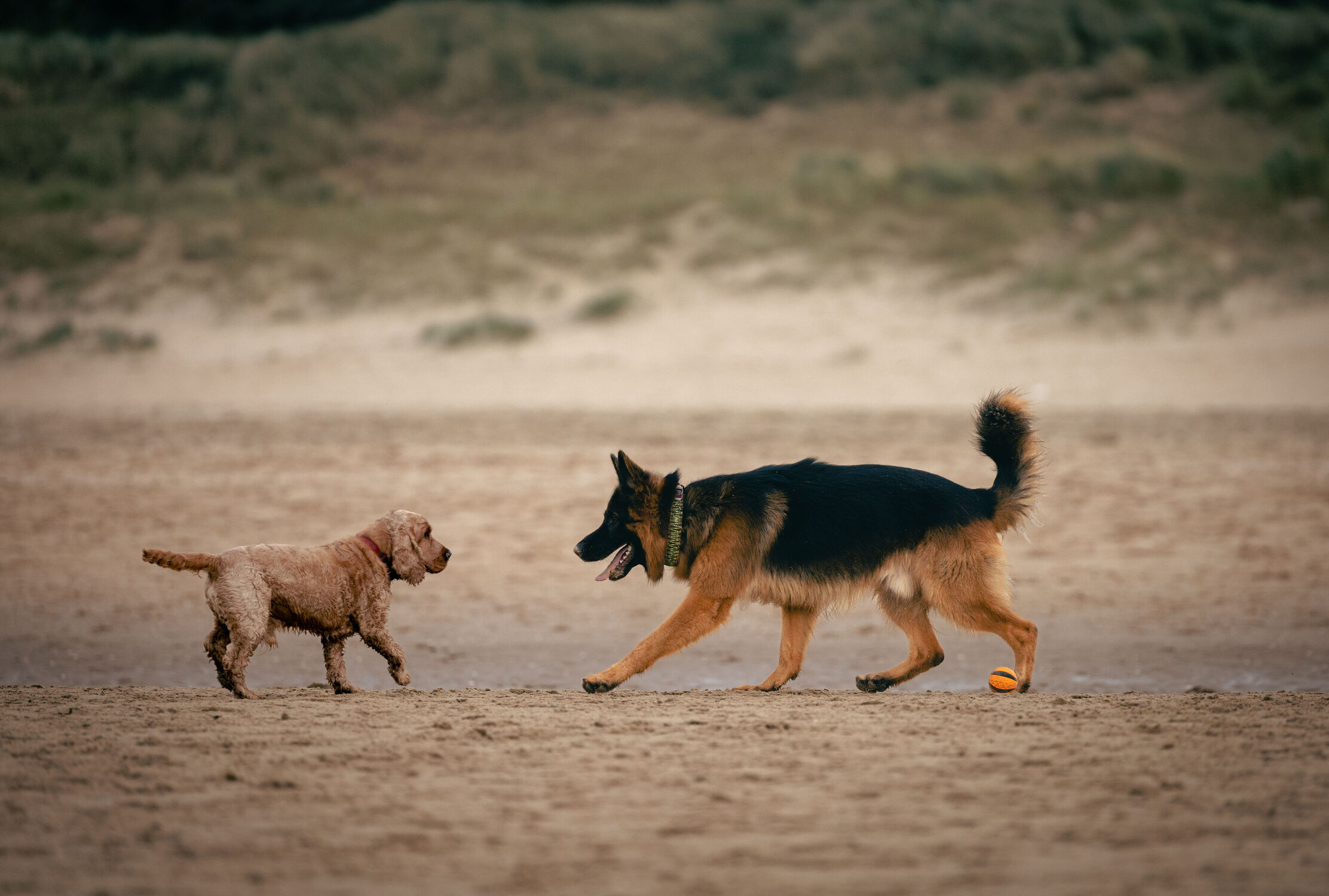 Bild mit Strände, Hunde, Strand, Hund, Schäferhund, Deutscher Schäferhund