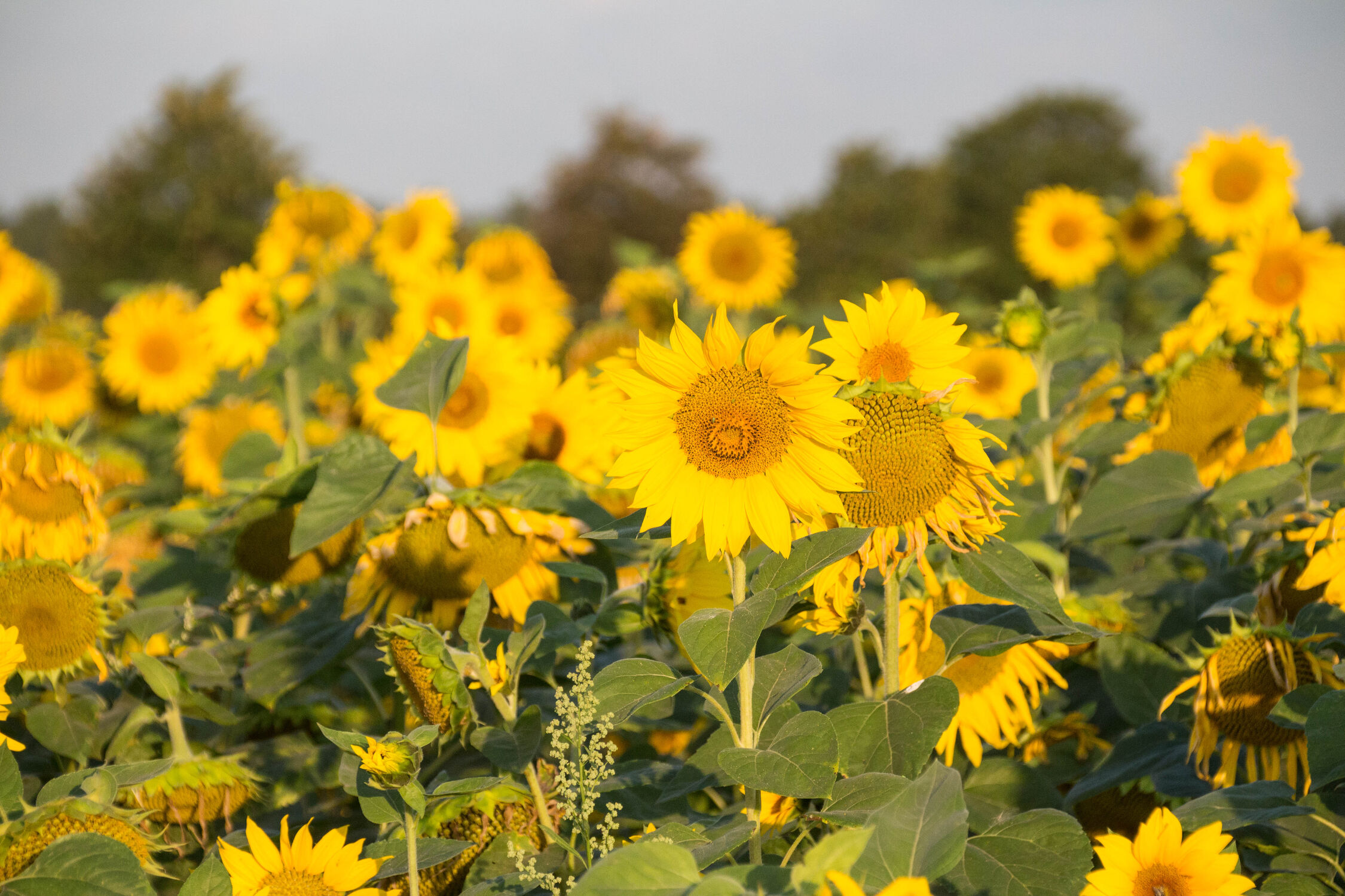 Bild mit Blumen, Sonnenblumen, Blume, Feld, Sonnenblumenfeld, Sonnenblumenkopf, Feld mit Blumen
