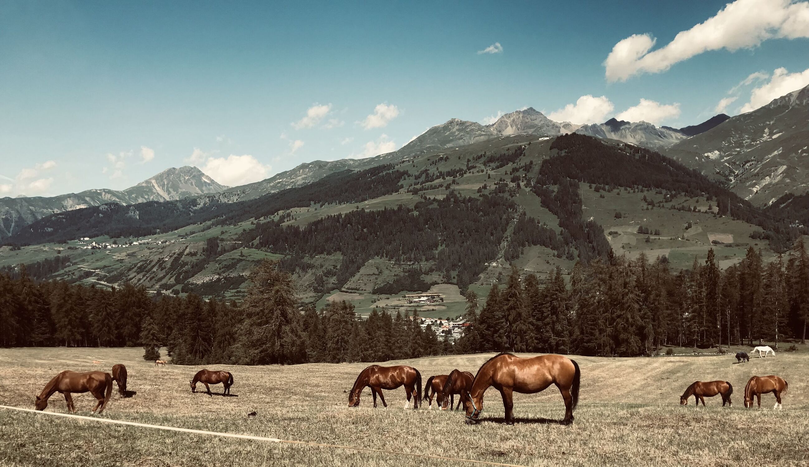 Bild mit Tiere, Natur, Berge, Pferde, Wald