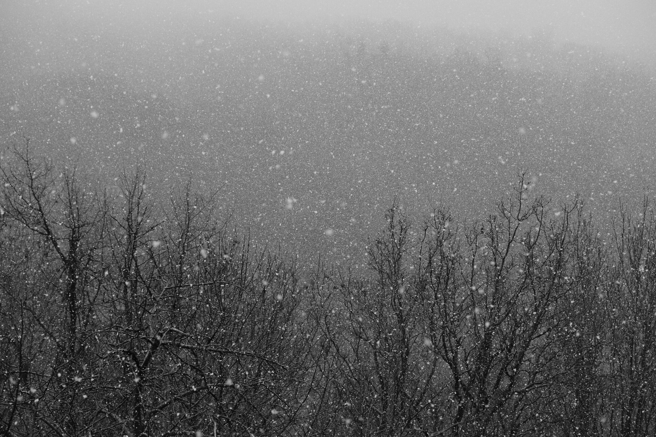 Bild mit Winter, Schnee, Wald, Trauer, Black and White, Schneeflocken, Düster, Abschied, snowflakes