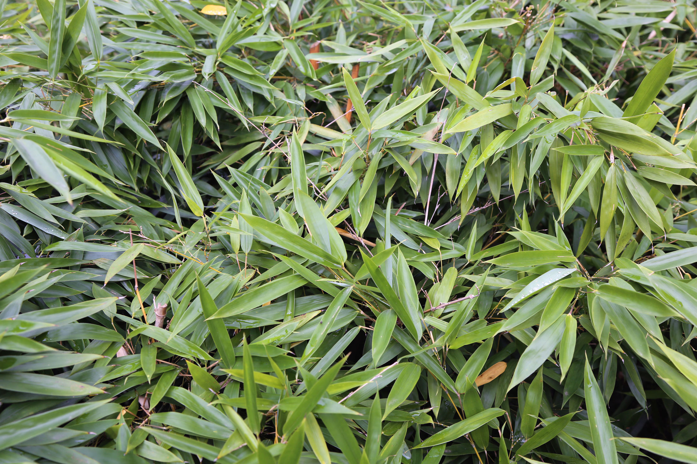 Bild mit Natur, Pflanzen, Bambus, Blätter, Pflanze, Blatt, Bambusmotiv, Bambusblatt, Bambusblätter