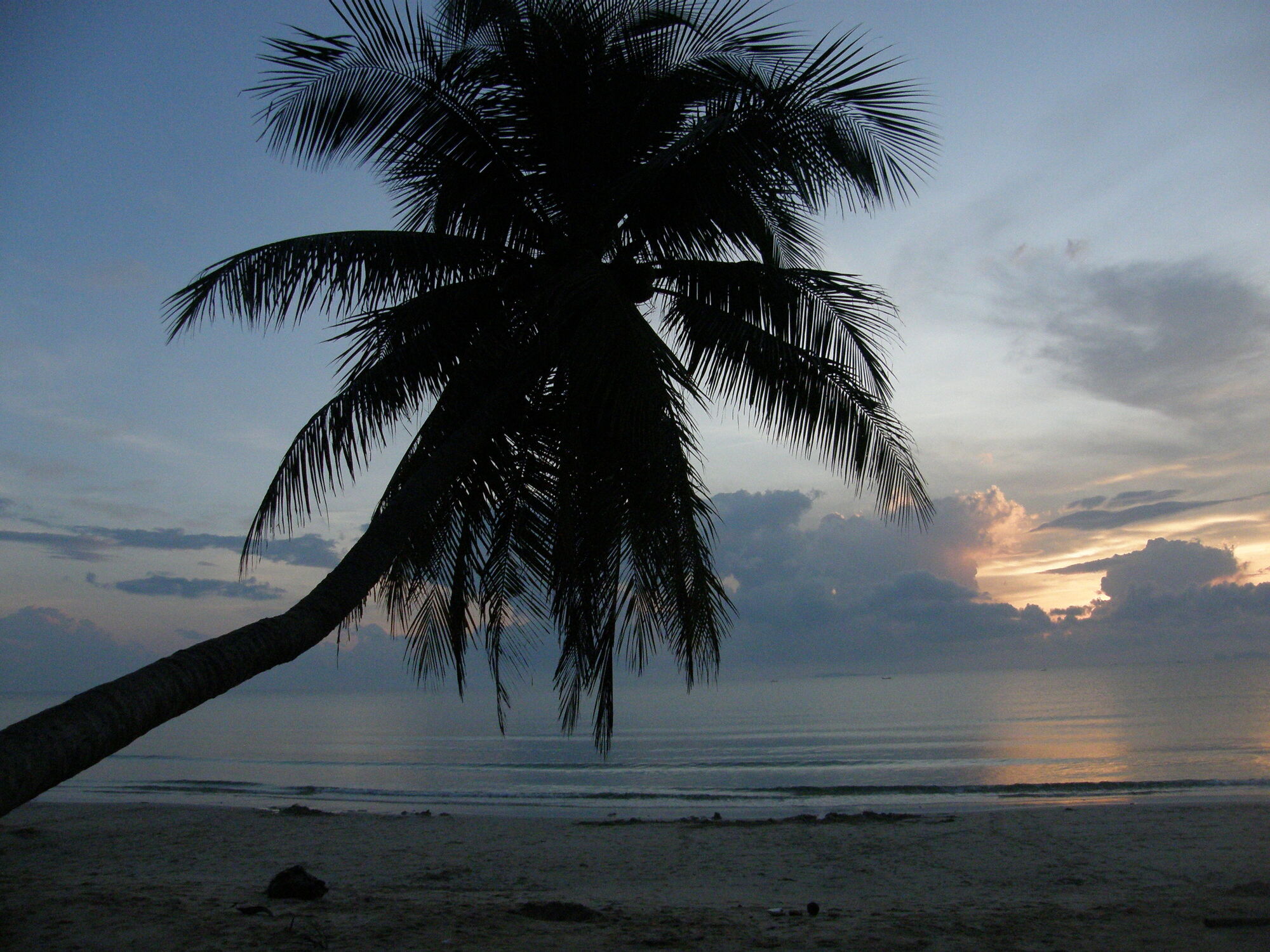 Bild mit Strand, Wild, Palmenstrand, Kokospalmen, Kokospalmenstrand