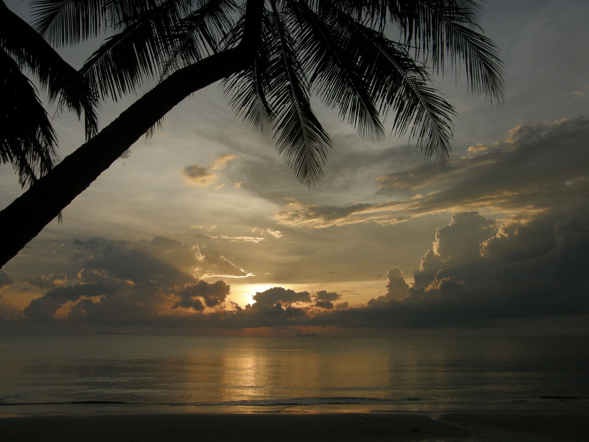Bild mit Strand, Meer, Palme, Leinwandbild