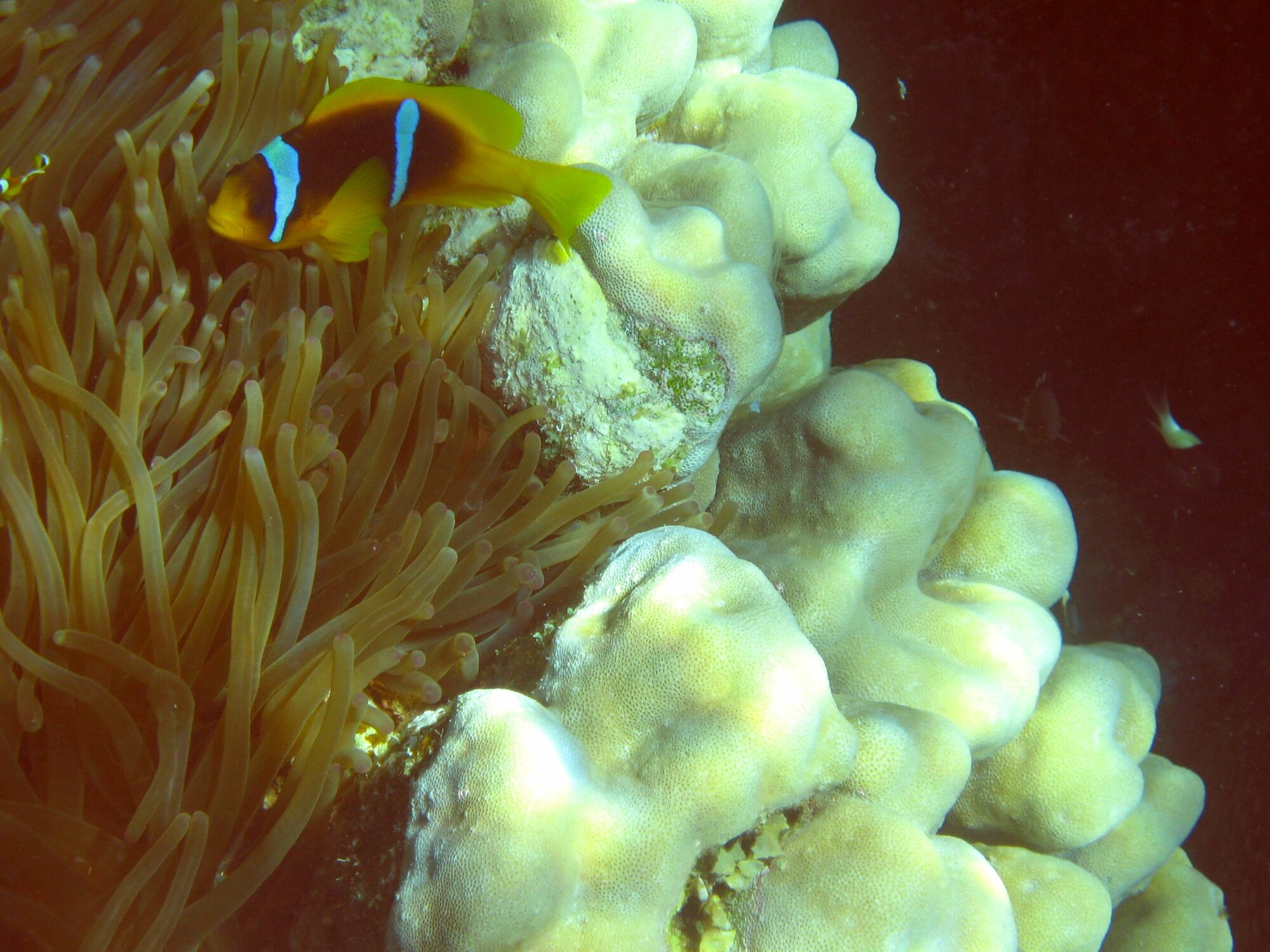 Bild mit Am Korallenriff
