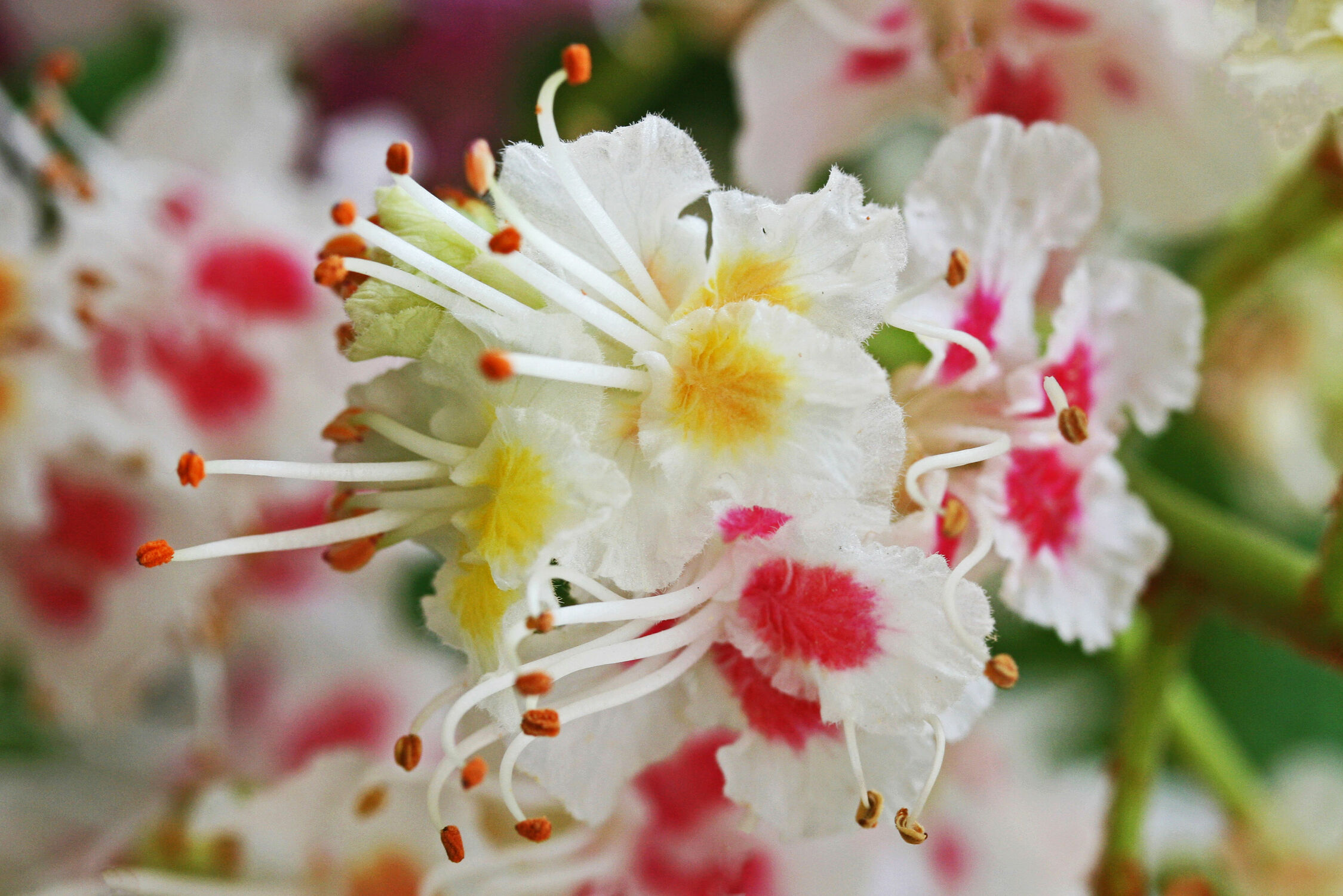 Bild mit frühlingsblumen