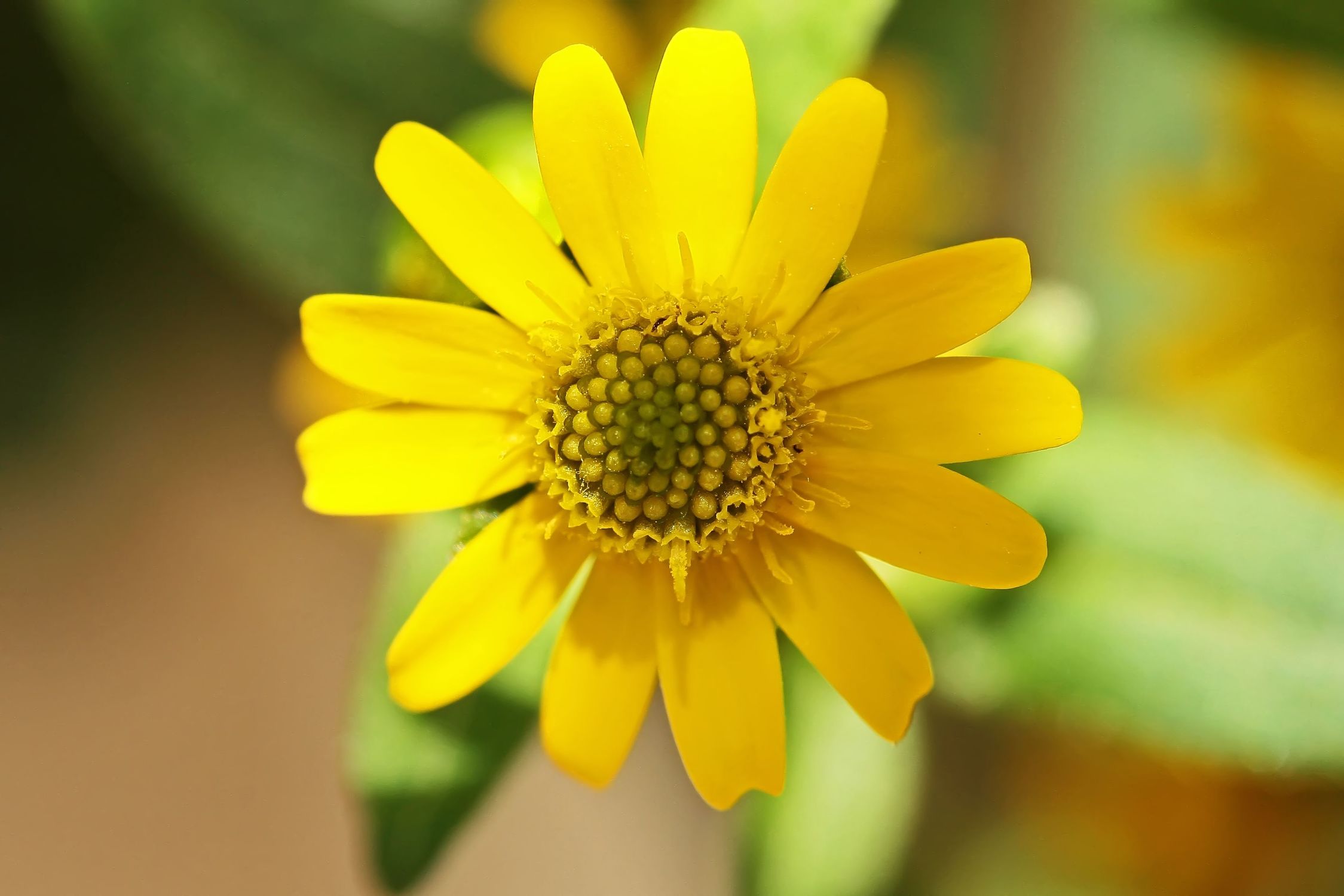 Bild mit Sonnenblumen