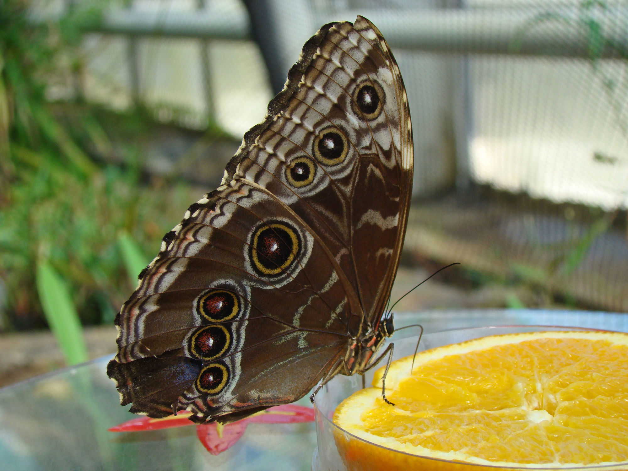Bild mit Schmetterlinge