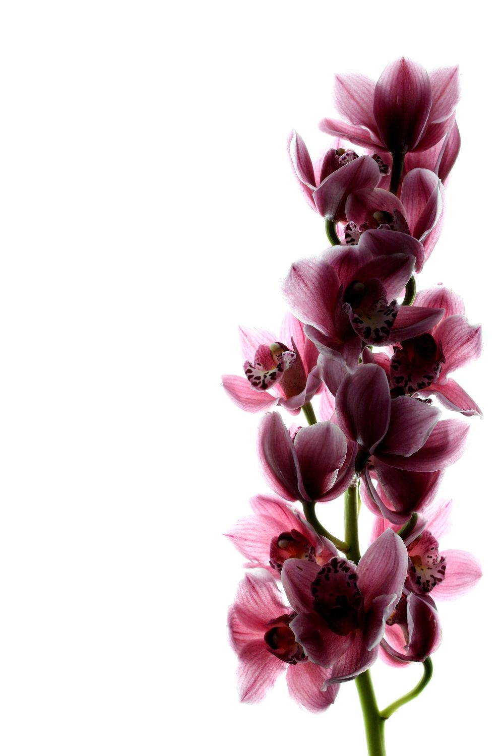Bild mit Blumen, Orchideen, Blume, Orchidee, weißer Hintergrund