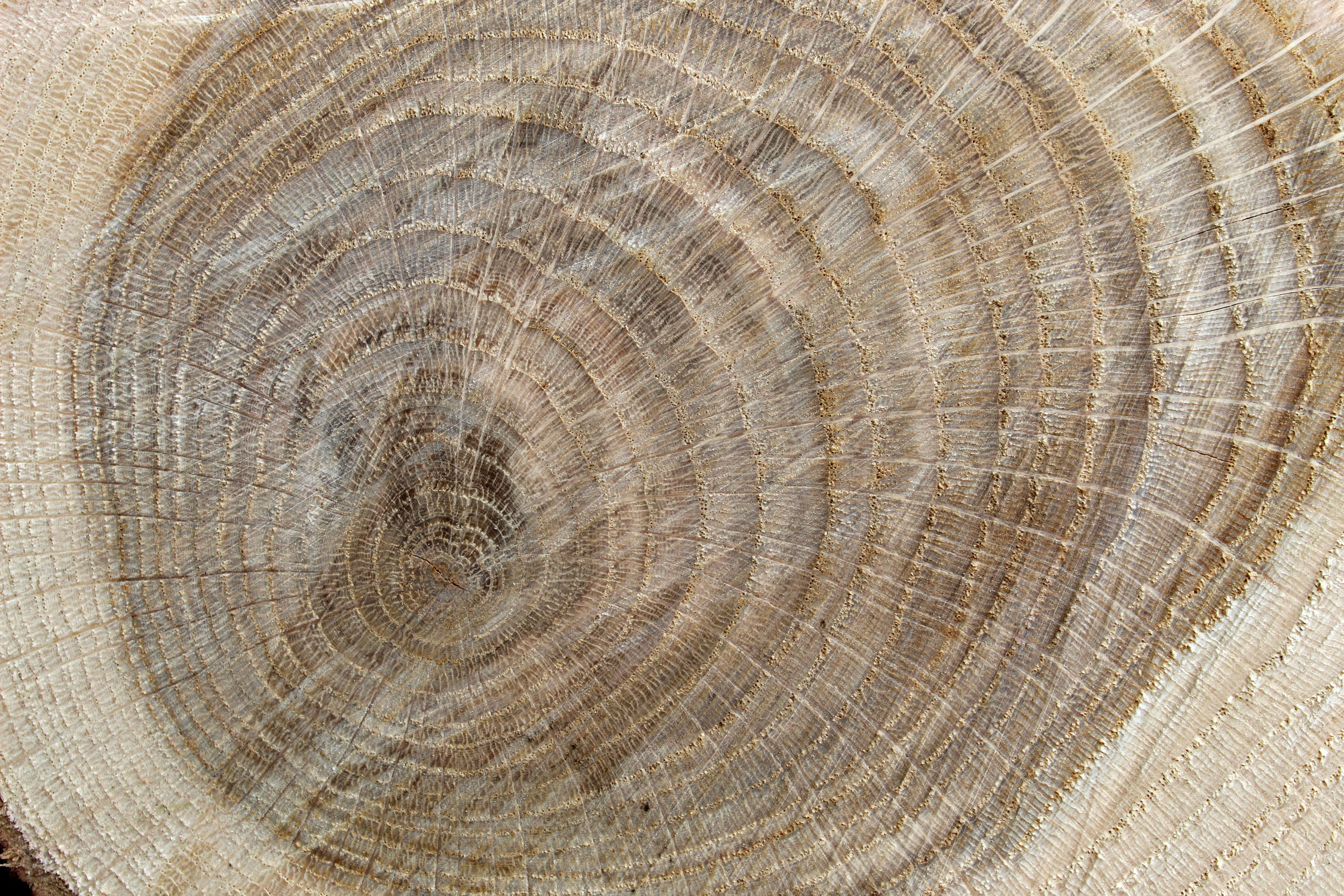 Bild mit Holz, Struktur, Baumstamm, Jahresringe, Holzstruktur, Eiche, Eichenholz, rustikal, brennholz, feuerholz