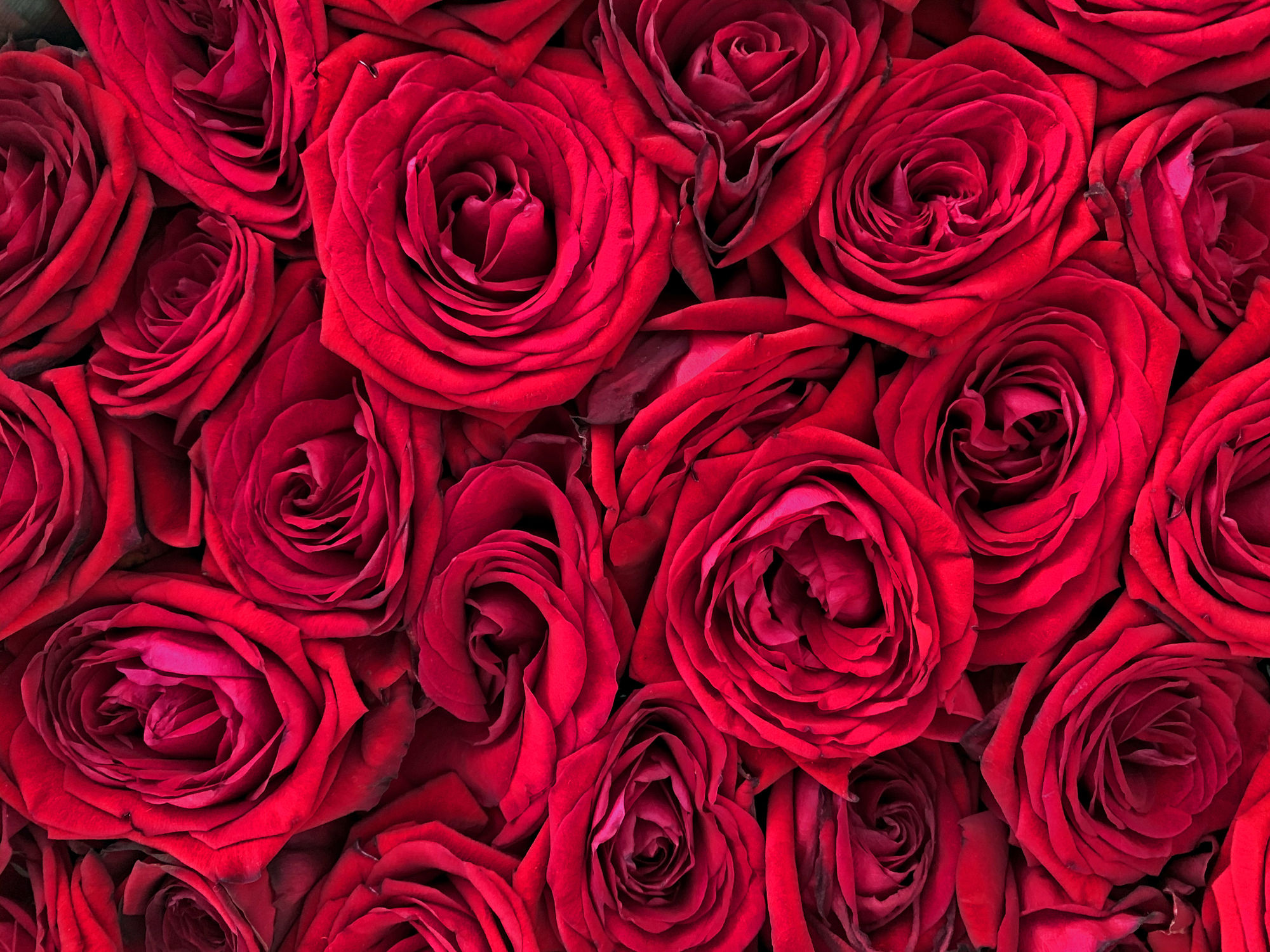 Bild mit Natur, Pflanzen, Blumen, Rosen, Blume, Pflanze, Rose, Roses, Makro, rote Rose, romantik, blüte, romantisch, Liebe, Love, Hochzeit