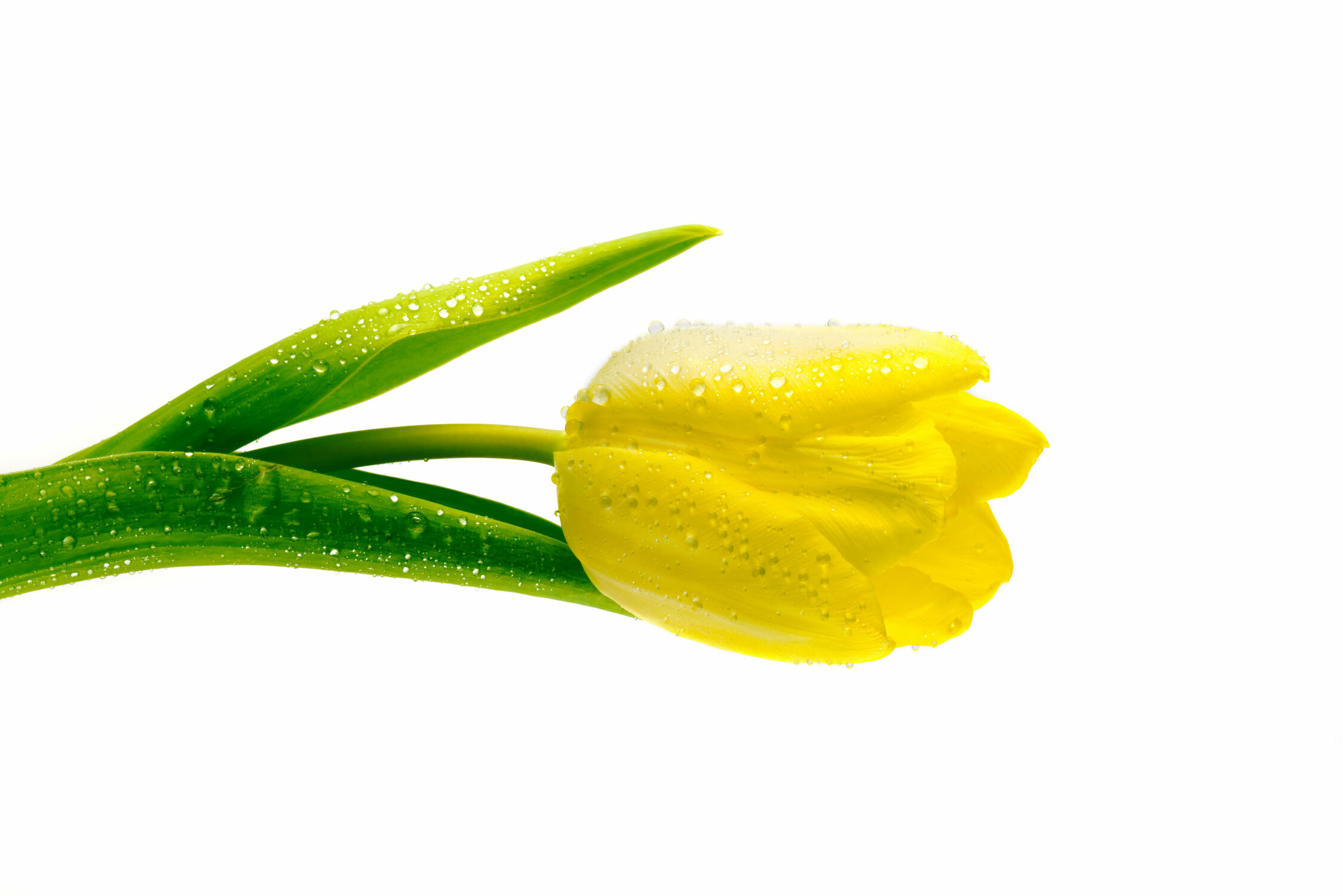 Bild mit Blume, Pflanze, Tulpe, Tulips, Tulpen, gelbe Tulpe, Tulipa, Tulip, yellow tulip