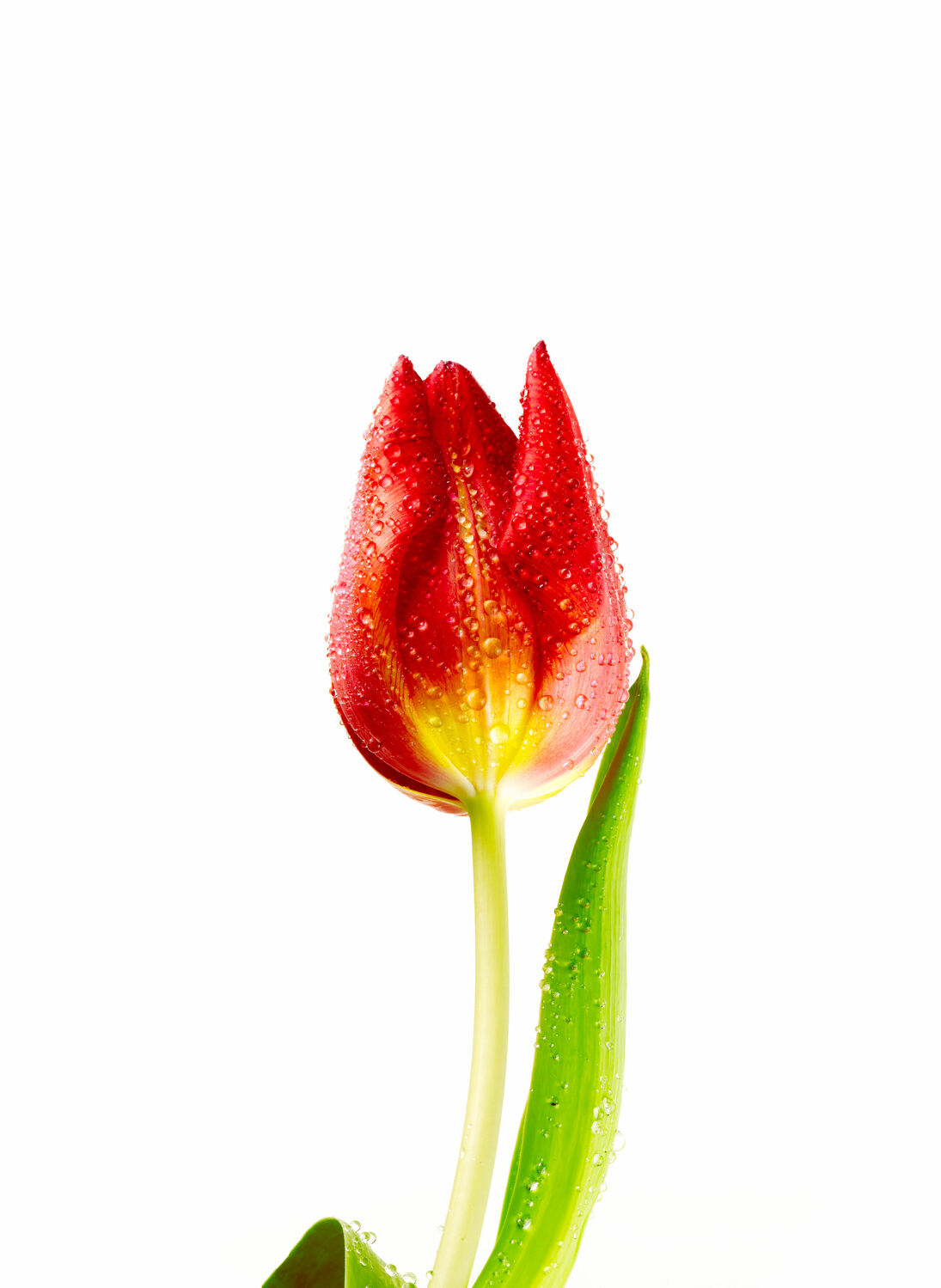 Bild mit Blume, Pflanze, Tulpe, Tulips, Tulpen, Tulipa, Tulip, rote Tulpe, red tulip