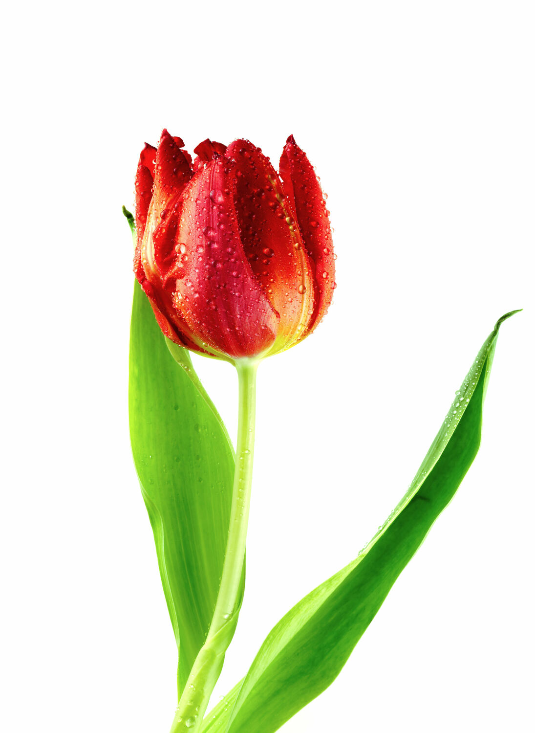 Bild mit Blume, Pflanze, Tulpe, Tulips, Tulpen, Tulipa, Tulip, rote Tulpe, red tulip