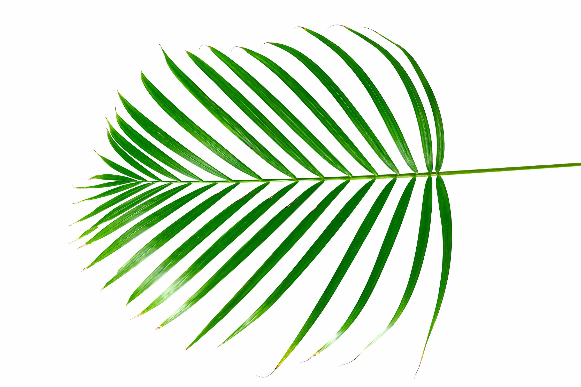 Bild mit Palme, Blume, Pflanze, Blatt, Blattstruktur, palmwedel, Palmenblatt, Dypsis Lutescens, Chrysalidocarpus lutescens, Arecaceae
