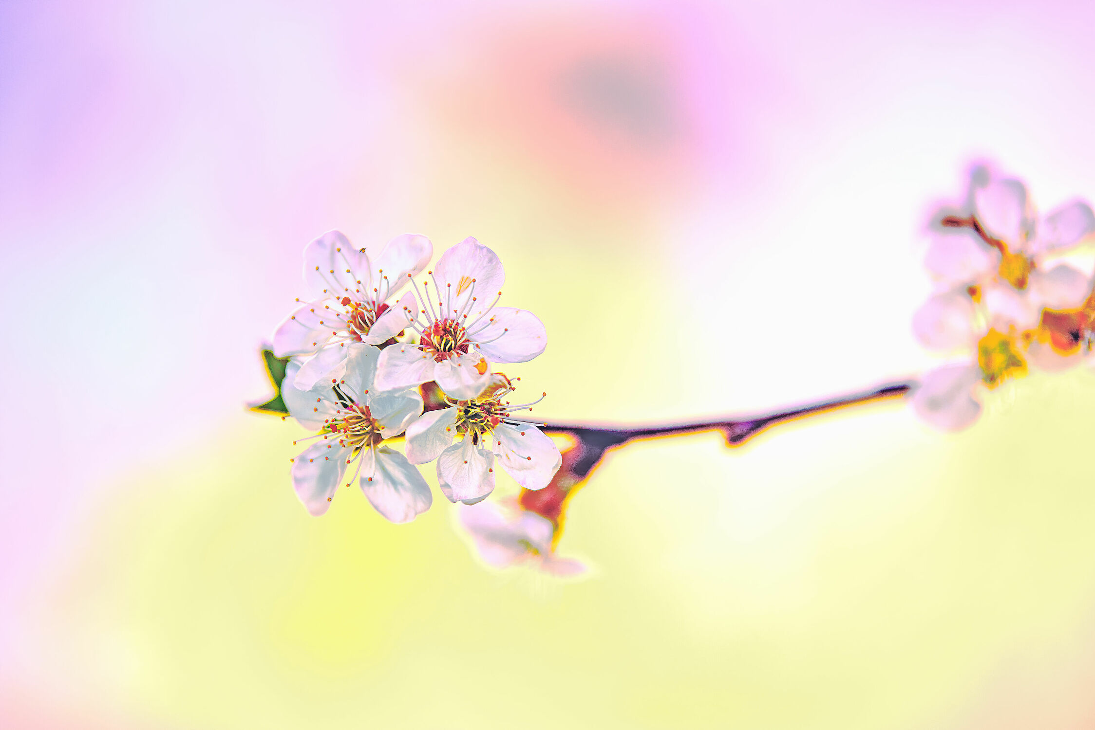 Bild mit Natur, Frühling, Kirschblüten, Kirsche, Ast, Kirschblüte, Zweig, cherry, Cherry Blossom