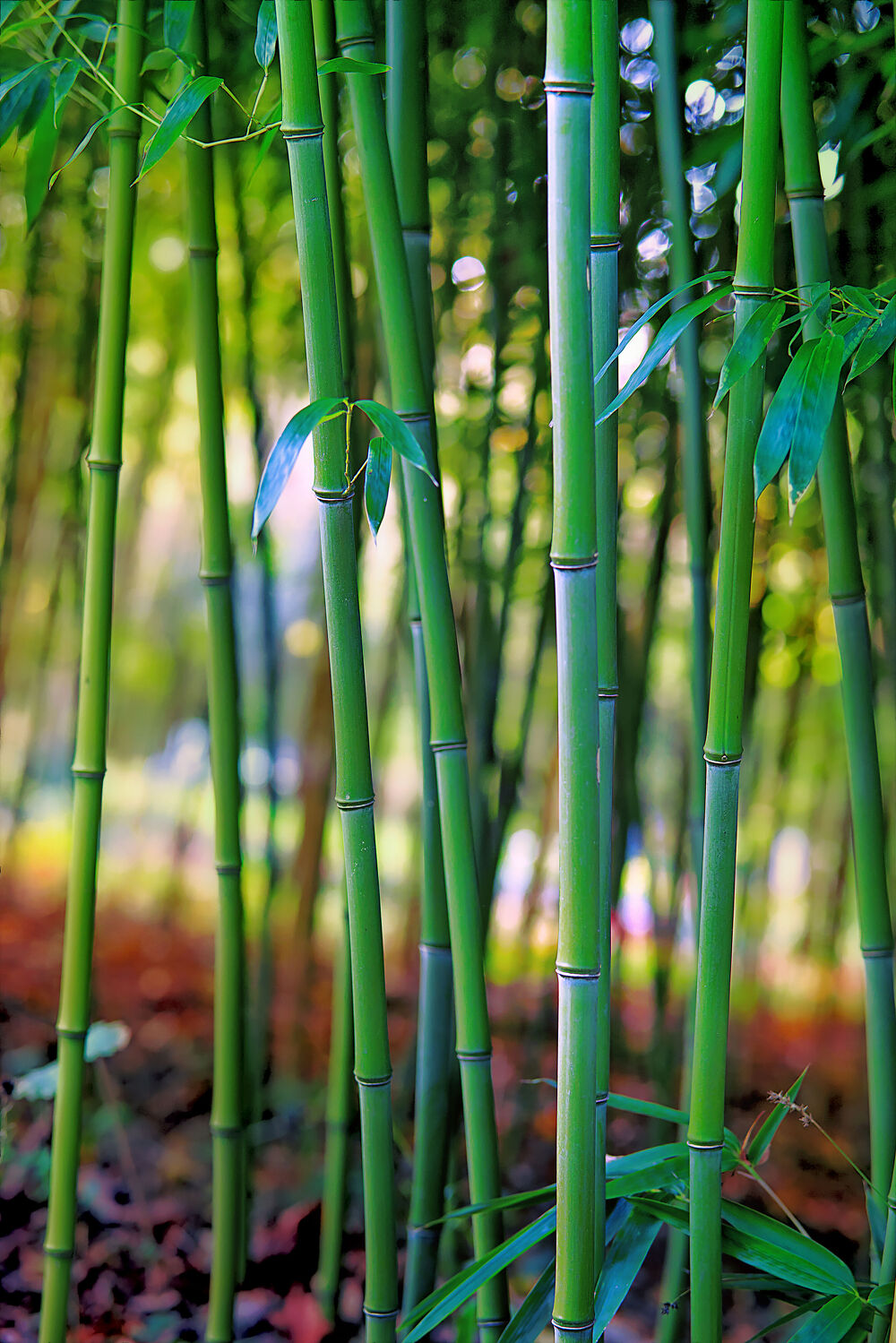 Bild mit Natur, Grün, Pflanzen, Bambus, Bambusoideae, Drachenbaum, bamboo, bambuswald