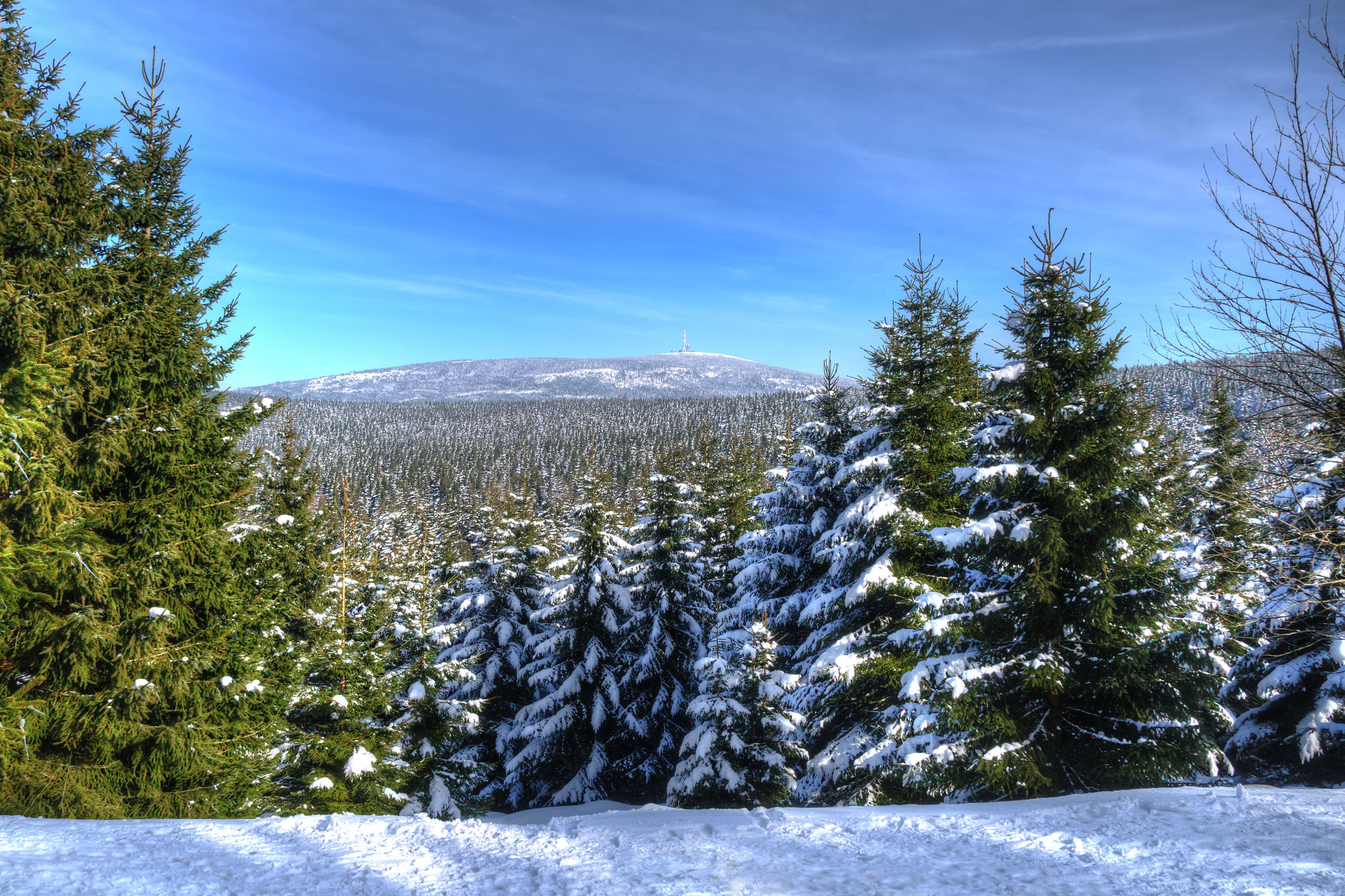 Bild mit Natur, Winter, Schnee, Wälder, Tannen, Wald, Harz, Gebirge, Wandern