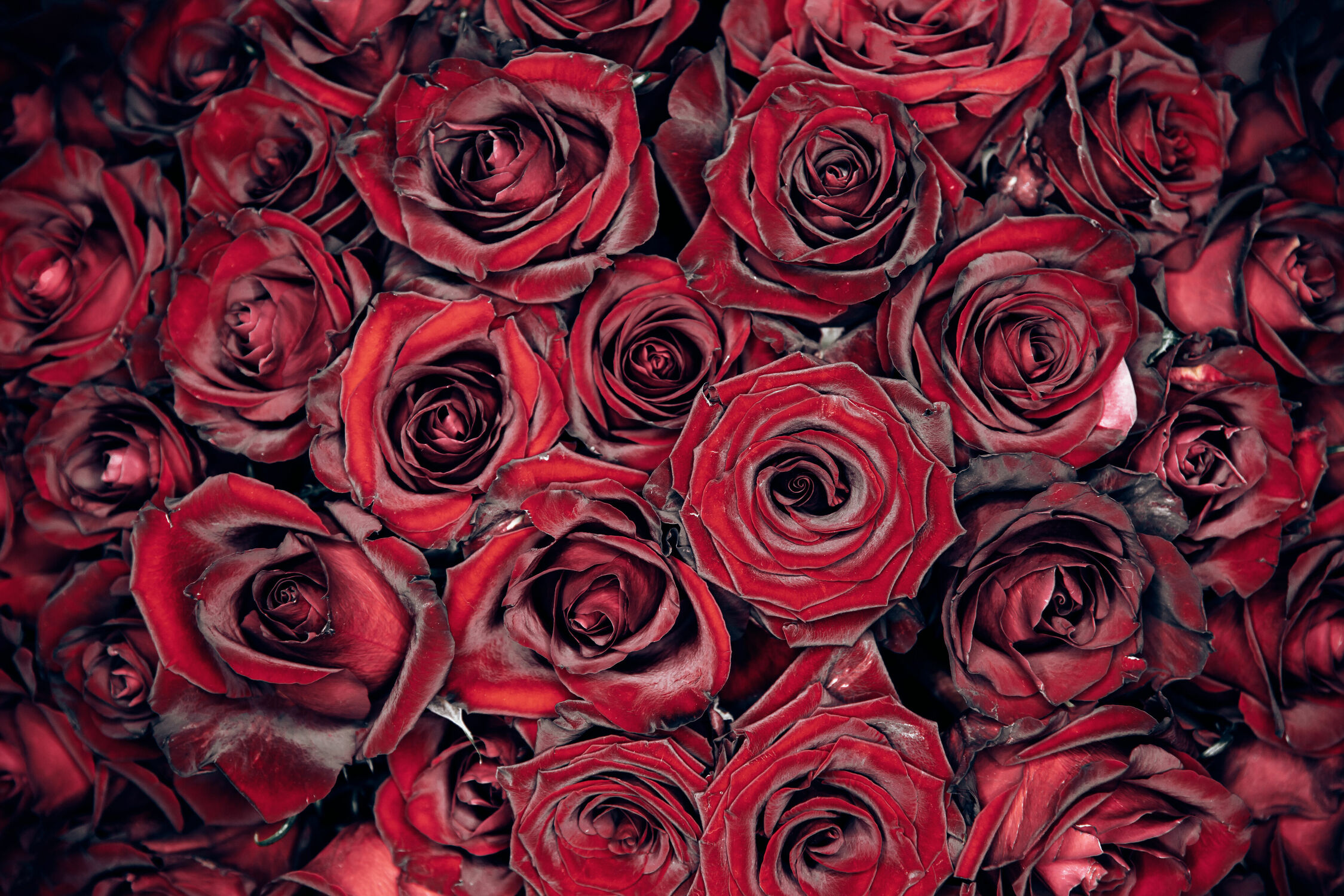 Bild mit Rosen, Blume, rote Rosen, blüte, Geburtstag, Strauß, Queen, Dornen, Königin, Geburtstagsstraus