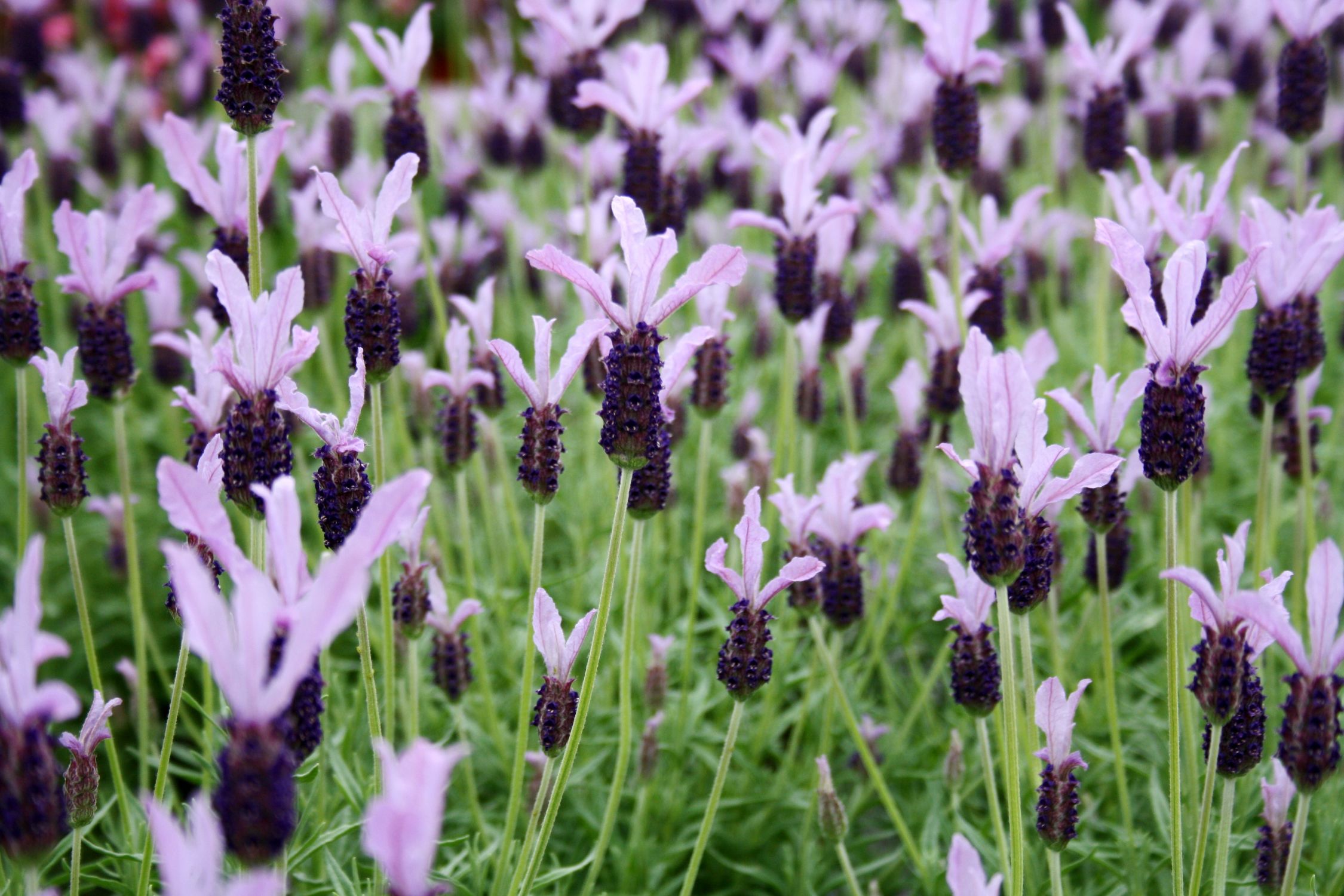Bild mit Pflanzen, Blumen, Lila, Lavendel, Kräuter, Blume, Feld, Felder, Blüten, garten, blüte, Lavendelblüte, Lavendelfeld