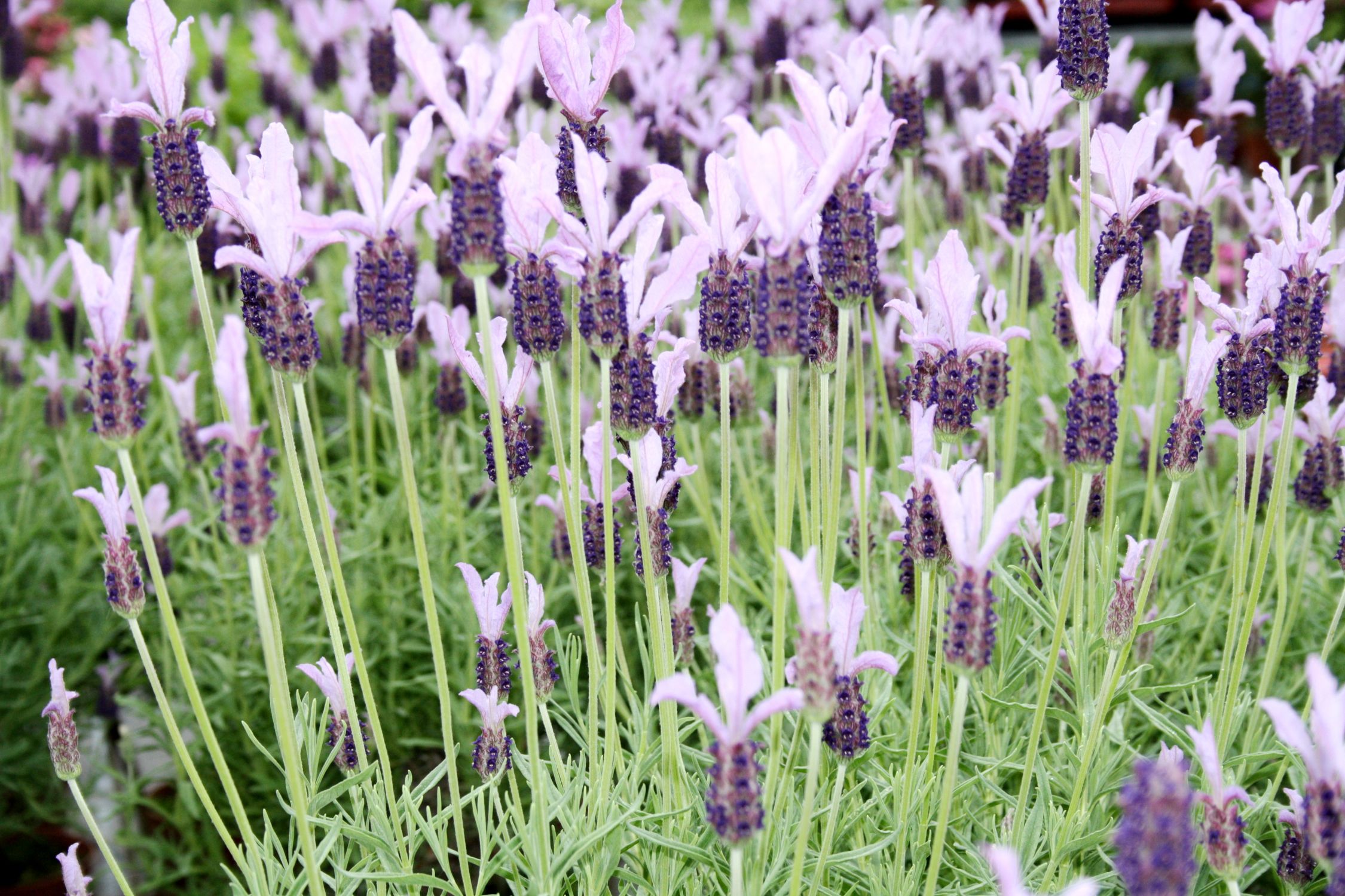 Bild mit Pflanzen, Blumen, Lila, Lavendel, Kräuter, Blume, Feld, Felder, Blüten, garten, blüte, Lavendelblüte, Lavendelfeld