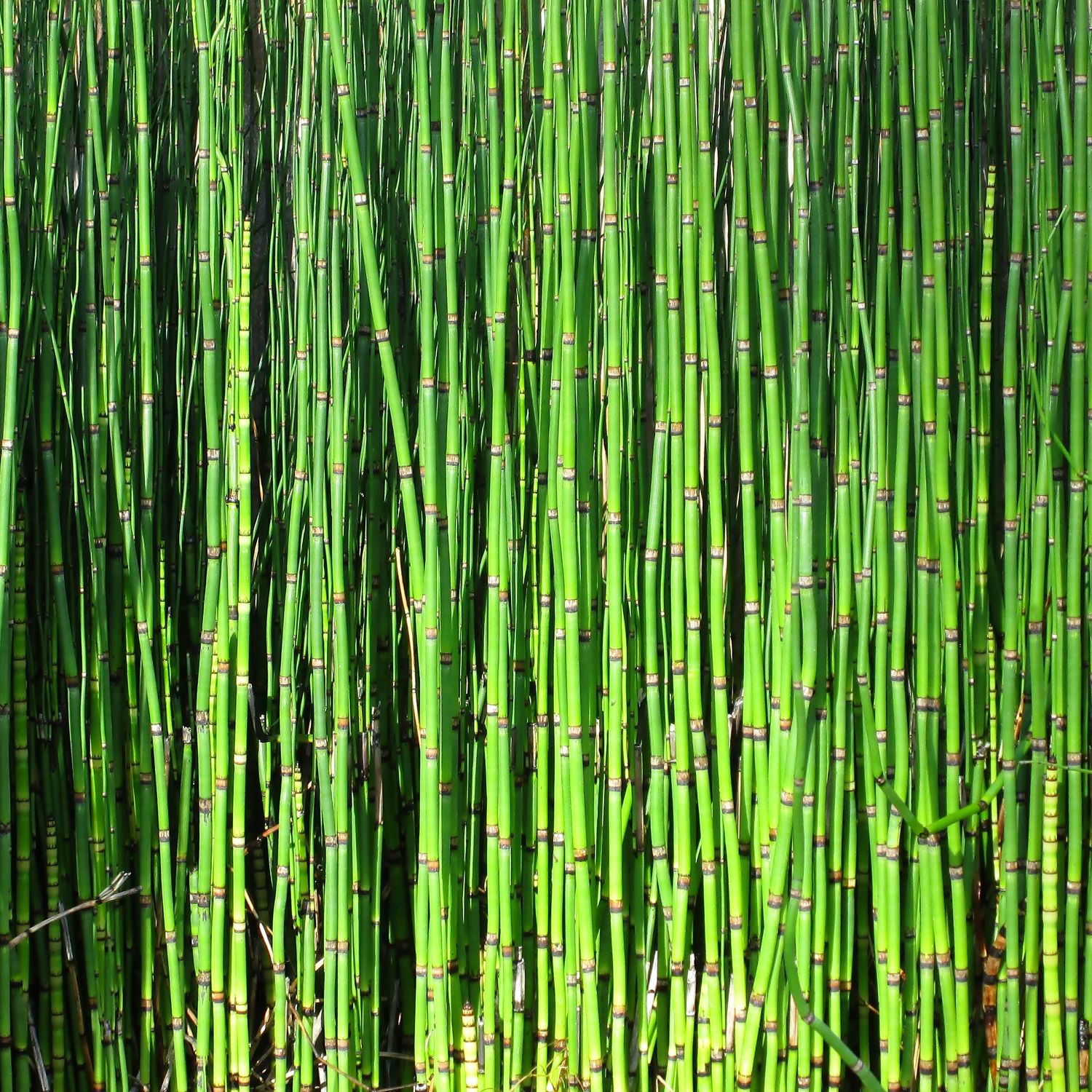 Bild mit Natur, Pflanzen, Bambus, Pflanze, Wellness, bambuswald, bambusstangen, bambusrohr, bambuspflanze, Bambusblatt, Bambusblätter