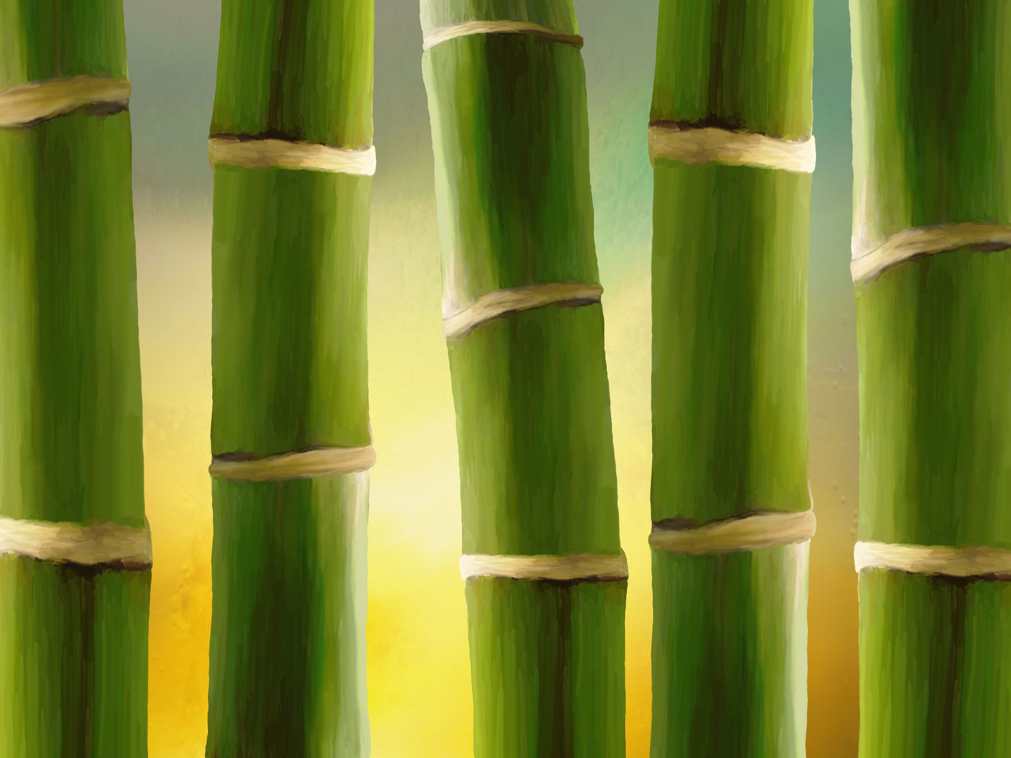 Bild mit Pflanzen, Bambus, Pflanze, Wellness, bambuswald, bambusstangen, bambusrohr, bambuspflanze, Bambusblatt, Bambusblätter