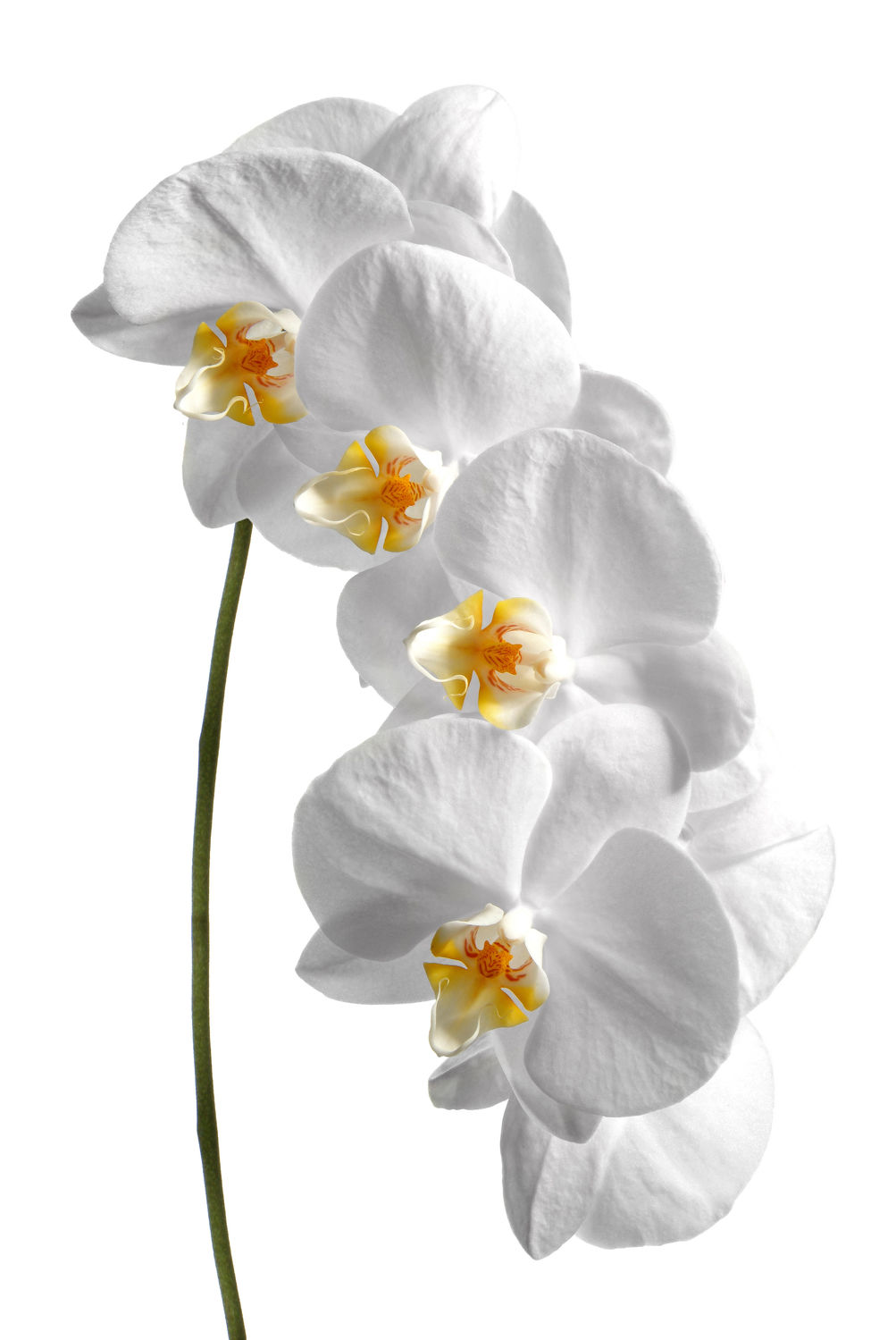Bild mit Pflanzen, Blumen, Weiß, Orchideen, Blume, Orchidee, Pflanze, Makro, Blüten, blüte, weißer Hintergrund