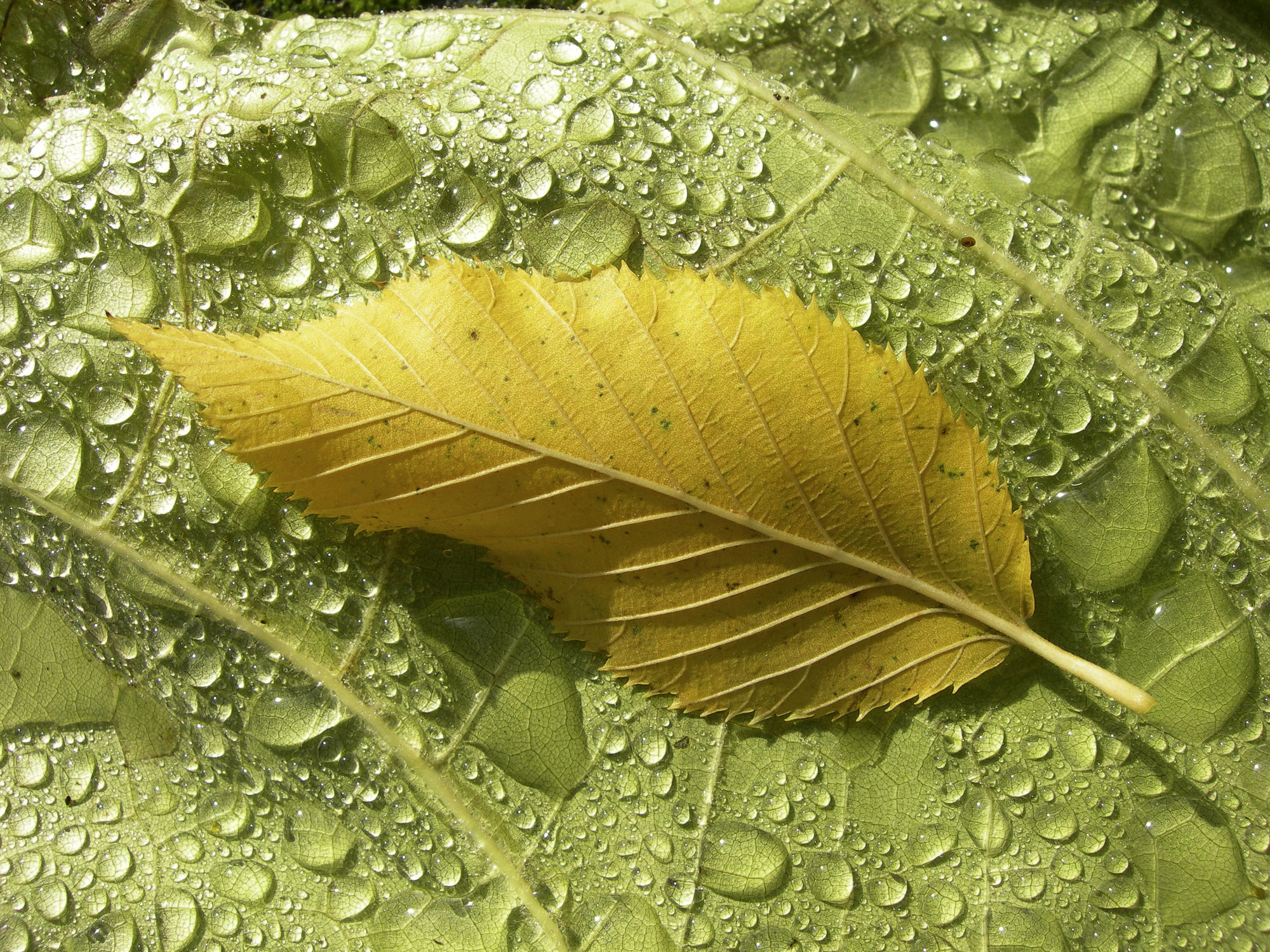 Bild mit Blätter, Hintergrund, Blatt, Wassertropfen, Regentropfen, Wasserperlen, Tropfen, Hintergründe, background, herbstblatt