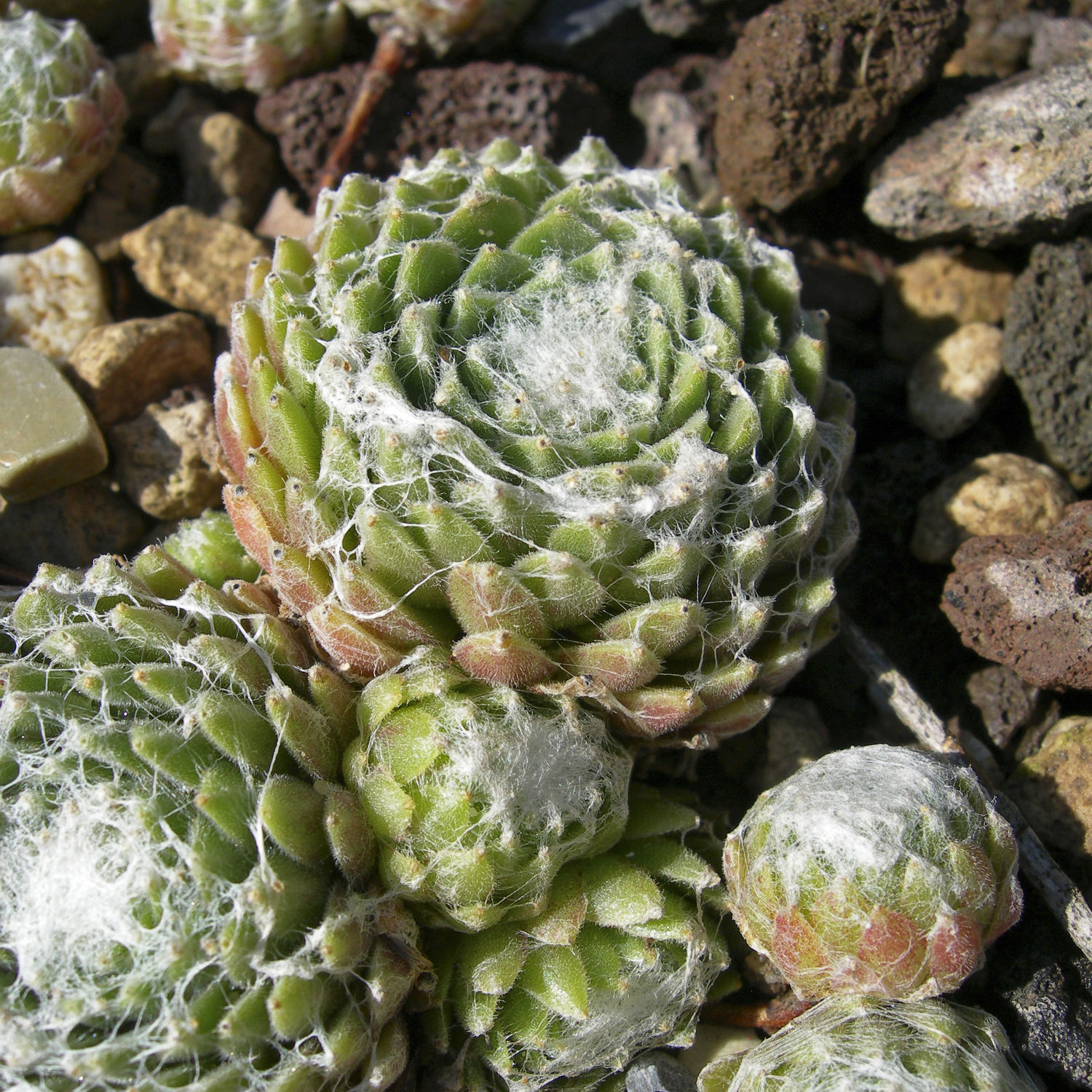 Bild mit Kaktus