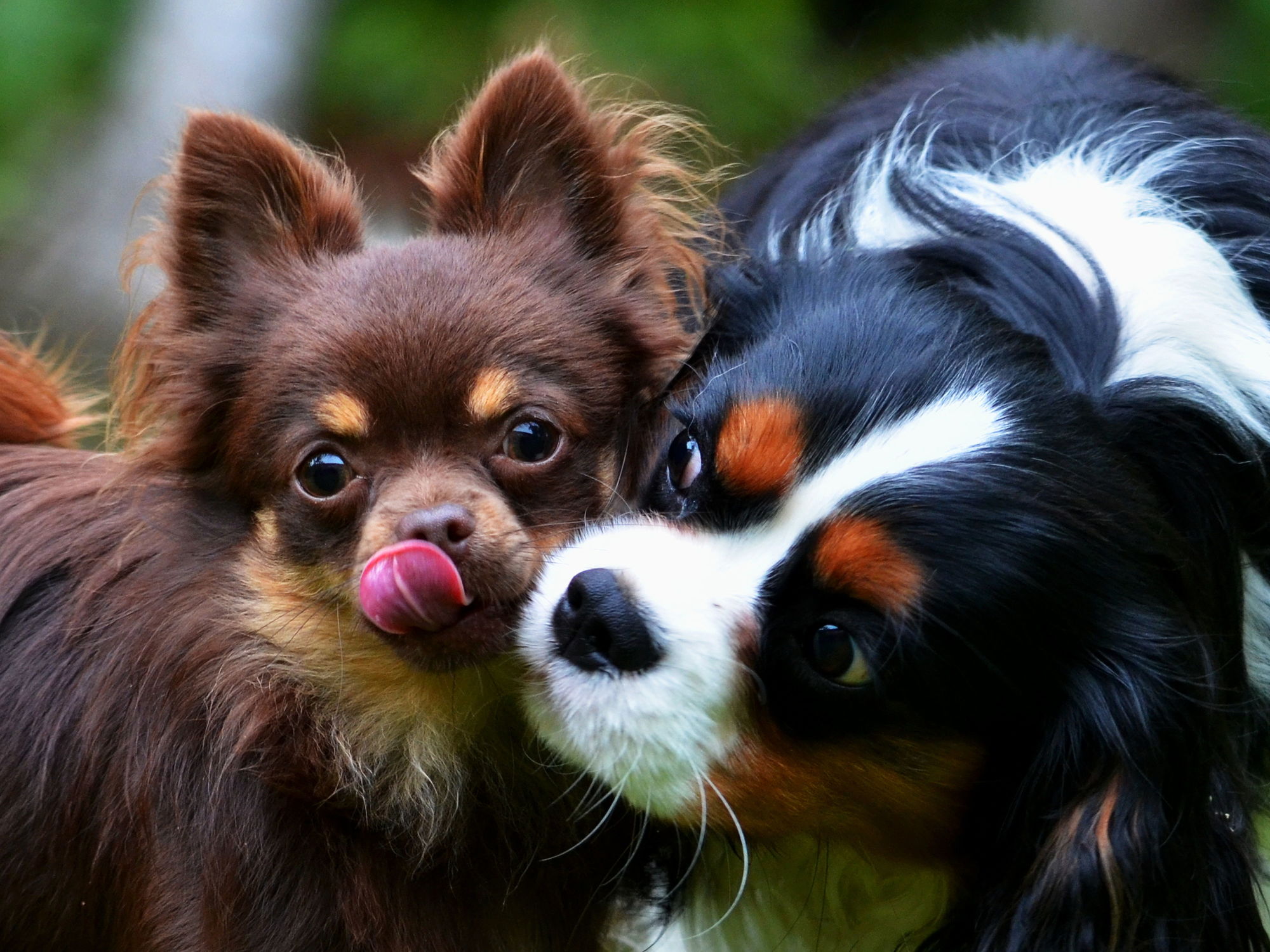 Bild mit Säugetiere, Natur, Hunde, Braun, Freundschaft, Cavalier_King_Charles_Spaniel, Nähe