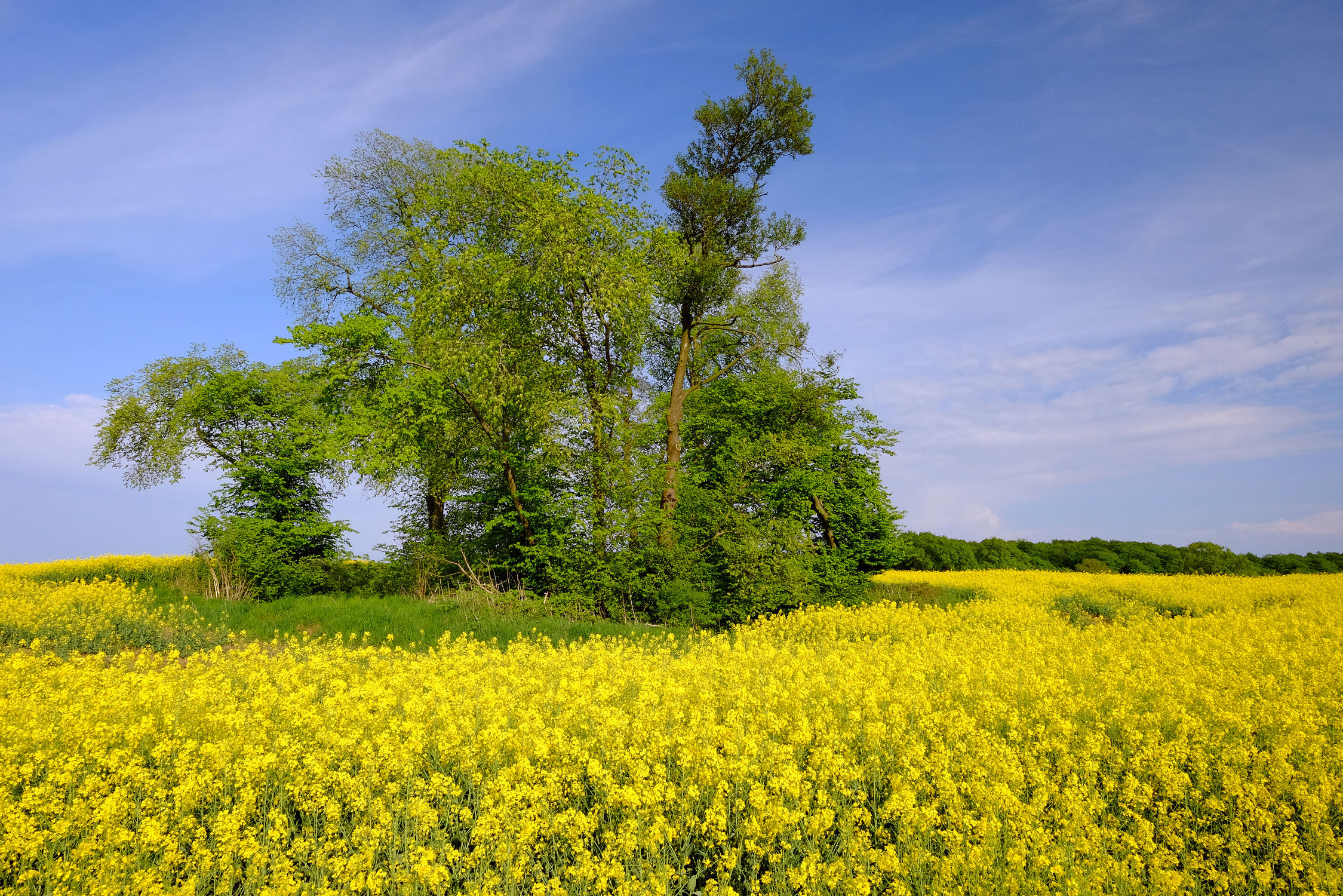 Bild mit Gelb, Grün, Landschaften, Himmel, Bäume, Wolken, Frühling, Blau, Raps, frühjahr, Baumgruppe, Rapsfeld