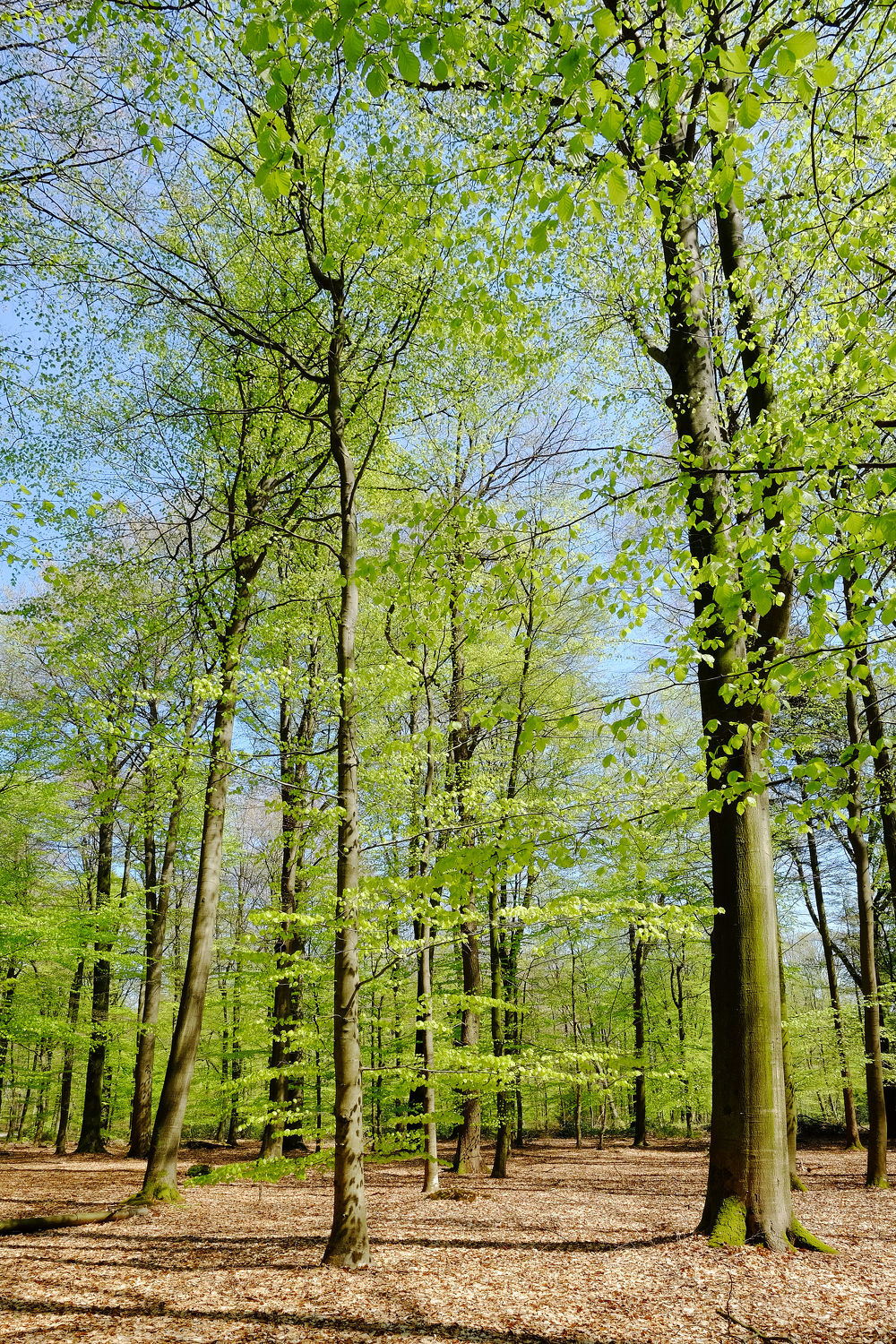 Bild mit Natur, Bäume, Frühling, Tanne, Fichten, Wald, Waldweg, Wanderweg