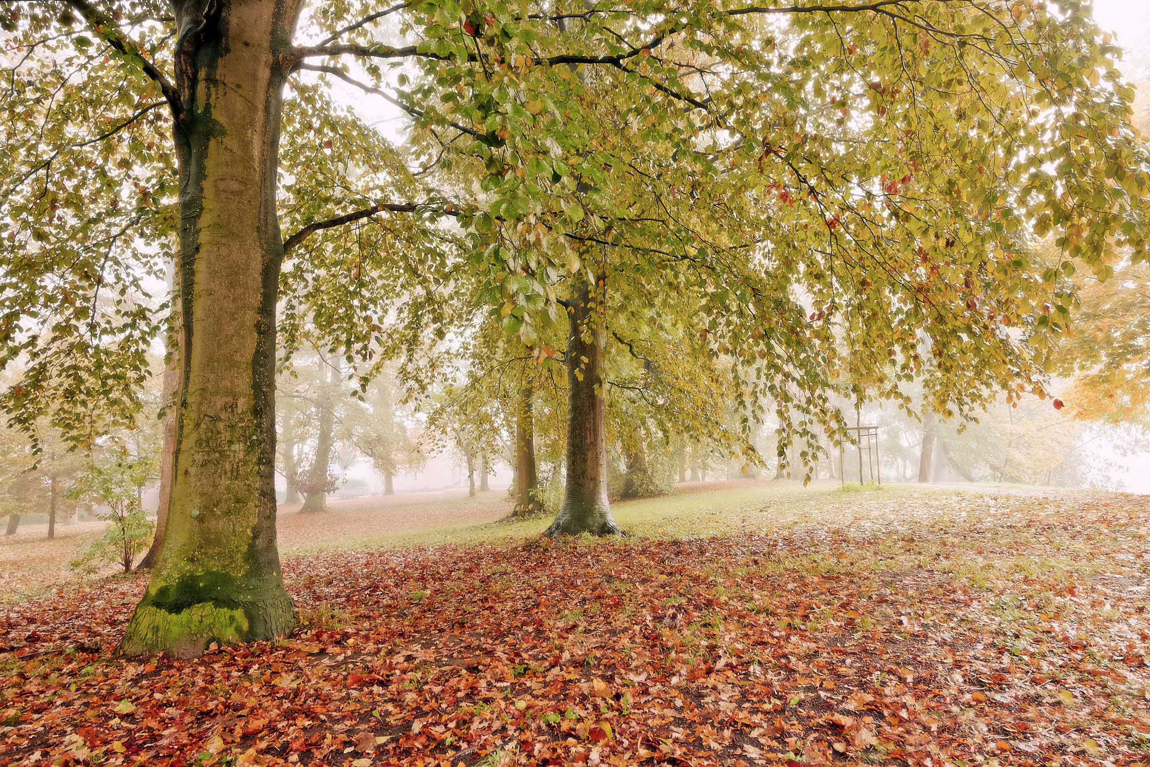 Bild mit Bäume, Herbst, Herbst, Wege, Nebel, Textur, Wandern, Dunst