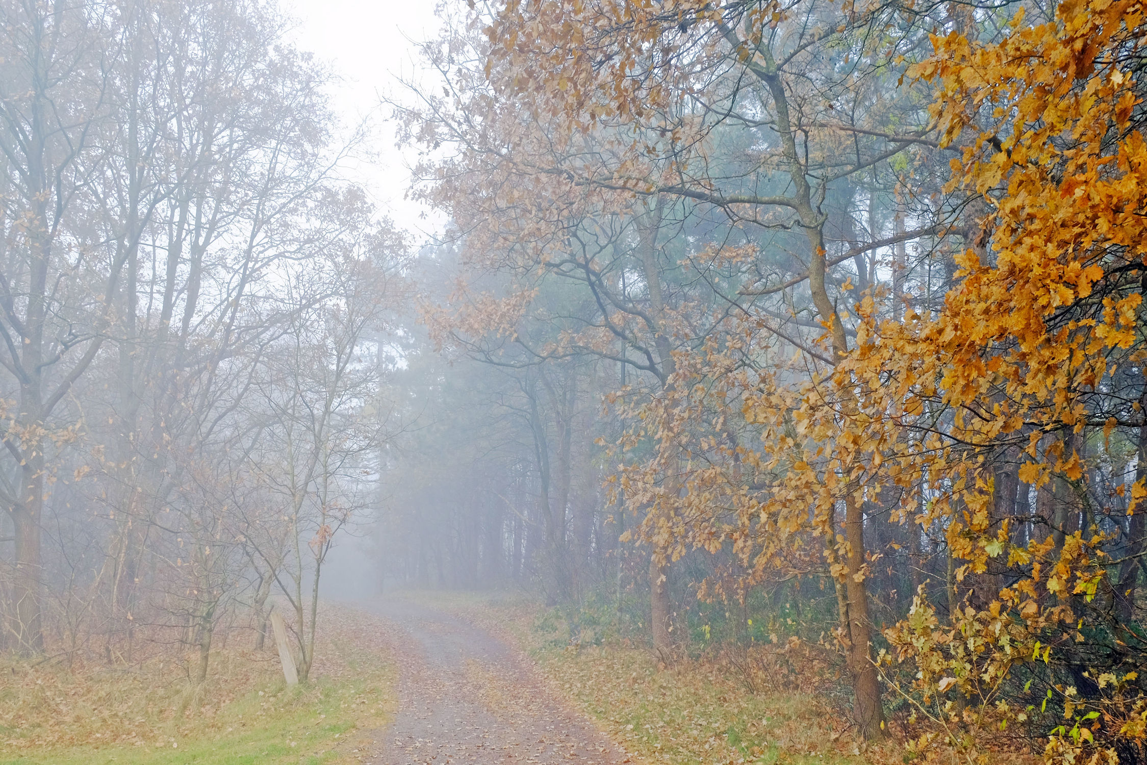Bild mit Bäume, Herbst, Herbst, Wege, Nebel, Wald, Wanderweg, Wandern, Ausspannen, Dunst
