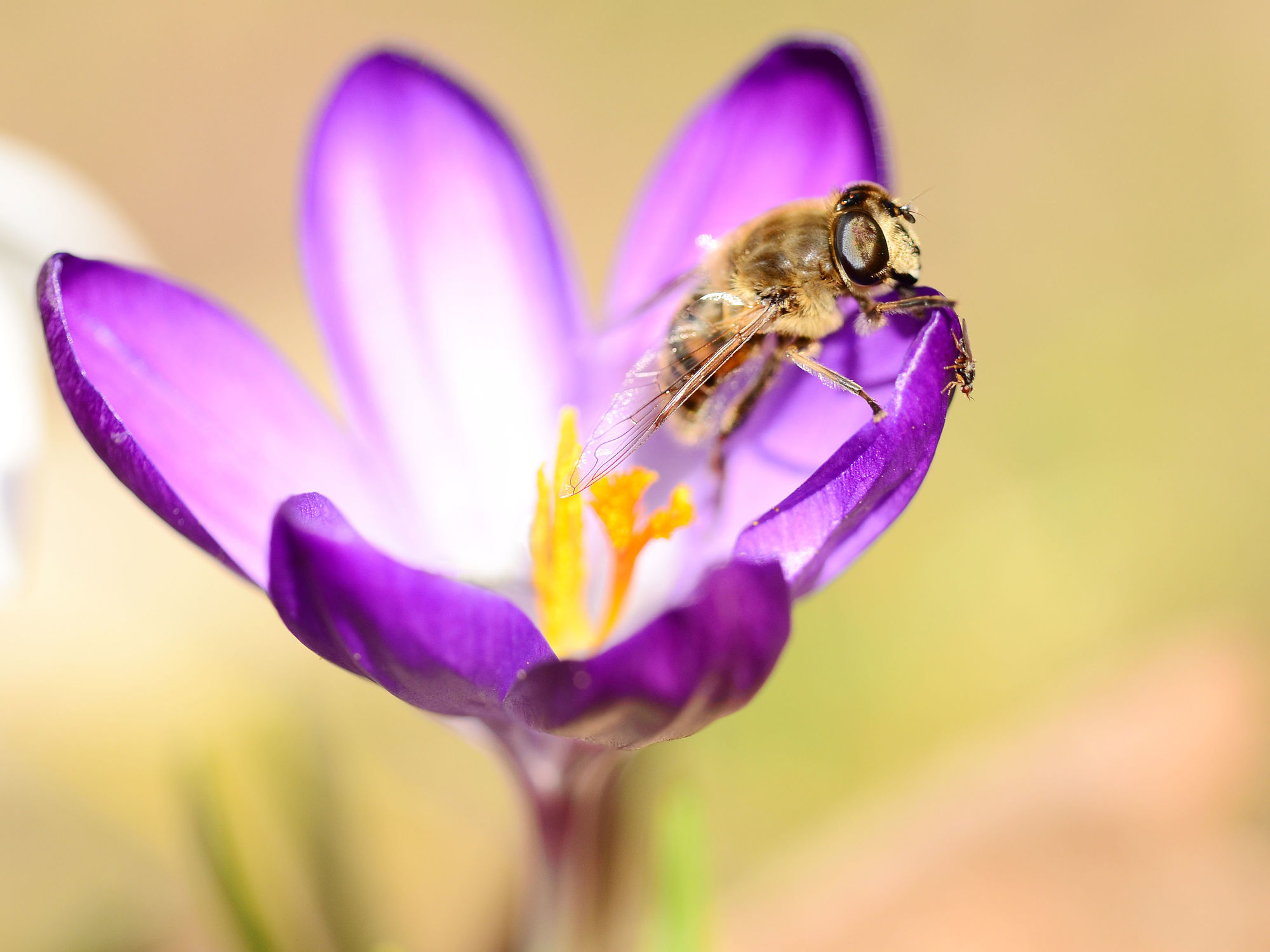 Bild mit Tiere, Frühling, Insekten, Bienen, Fliegen, Sonne, Licht, Krokusse, frühjahr, Wärme, Tierwelt, Biene, Honig, Honigbiene