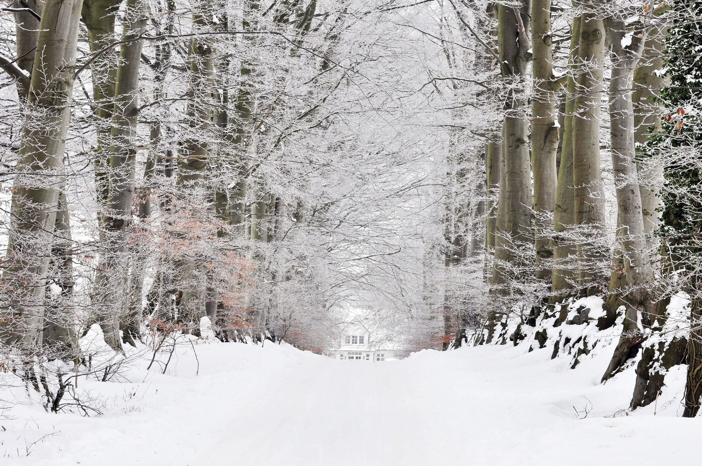 Bild mit Bäume, Winter, Schnee, Blätter, Alleen, Winterzeit, Raureif