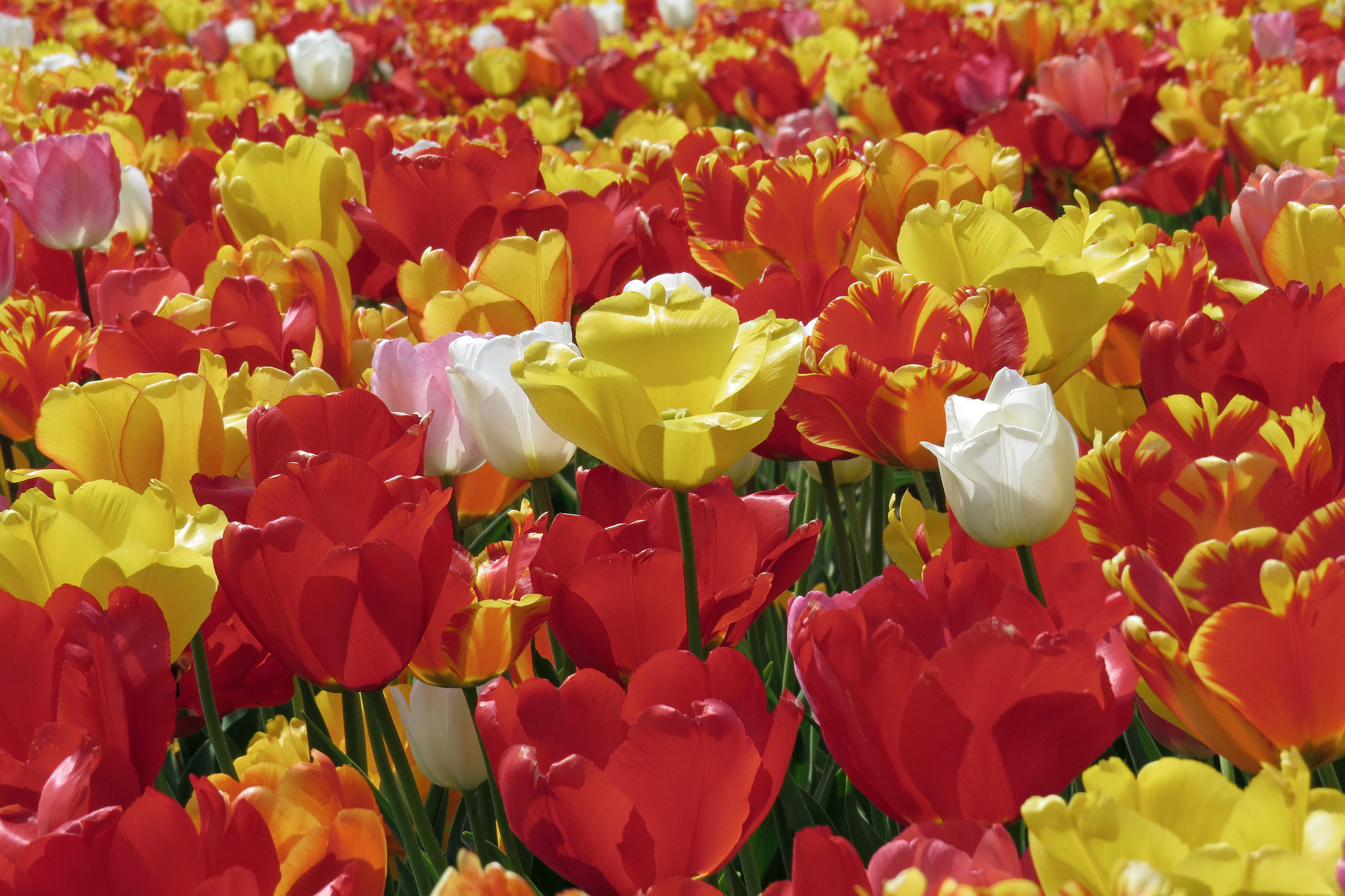 Bild mit Gelb, Blumen, Weiß, Frühling, Rot, Urlaub, Tulpen, Bunt, Reisen, frühjahr, farbig, Ausflug, Tulpenfelder