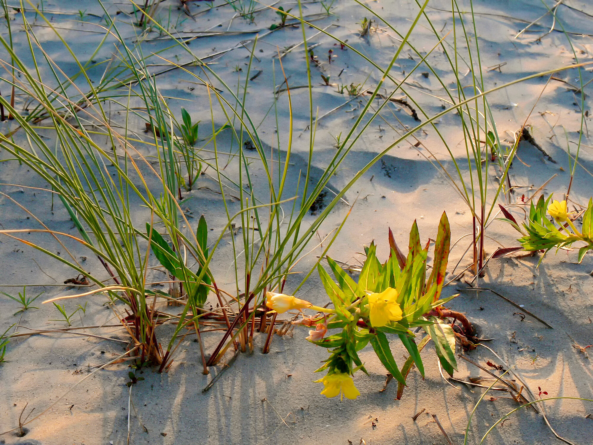 Bild mit Gräser, Blumen, Strände, Sand, Dünen, Küste, Abendlicht