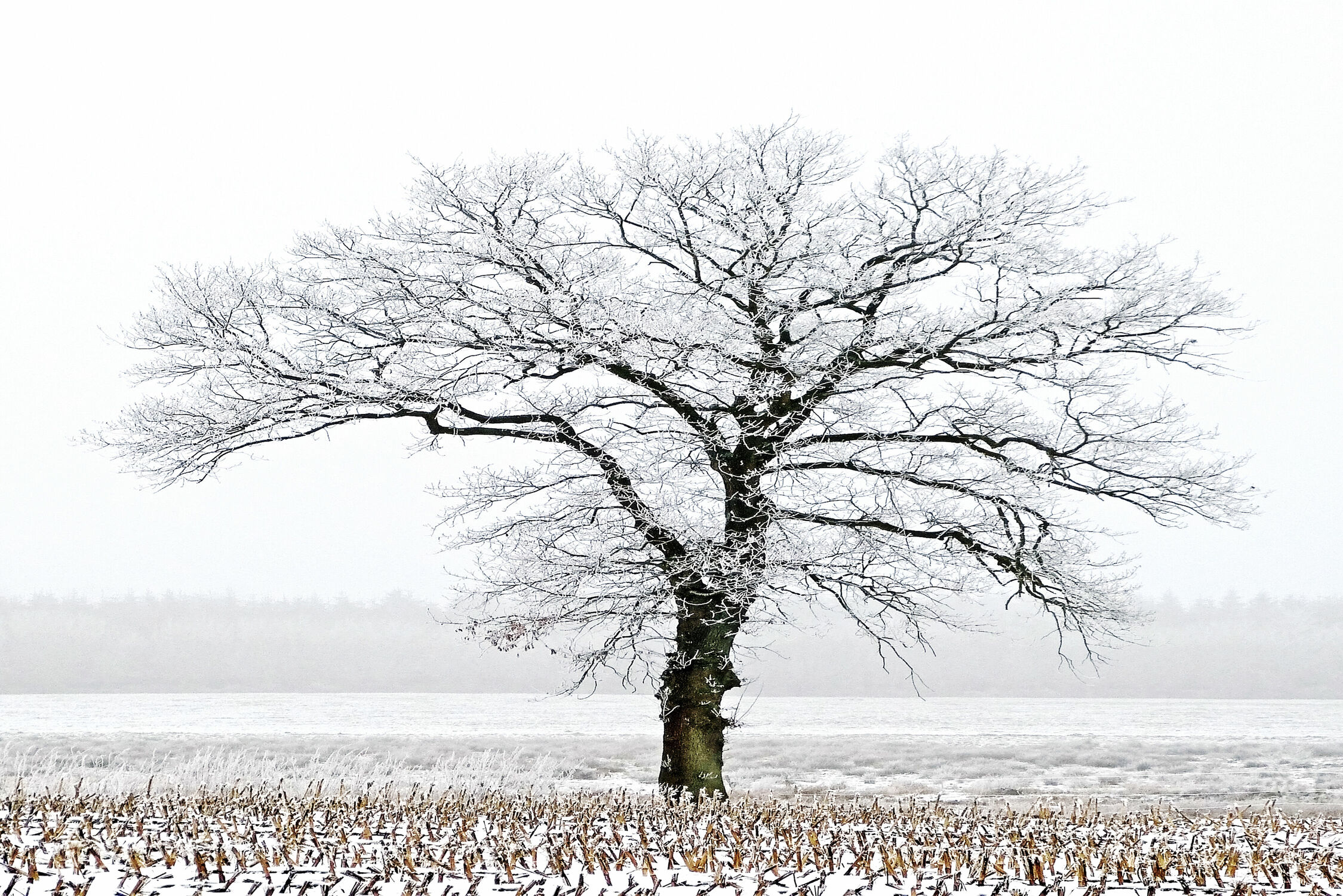 Bild mit Winter, Baum, Gegenlicht, Felder, Kälte, Frost, Wiesen, Idylle, Stoppelfeld, Rauhreif